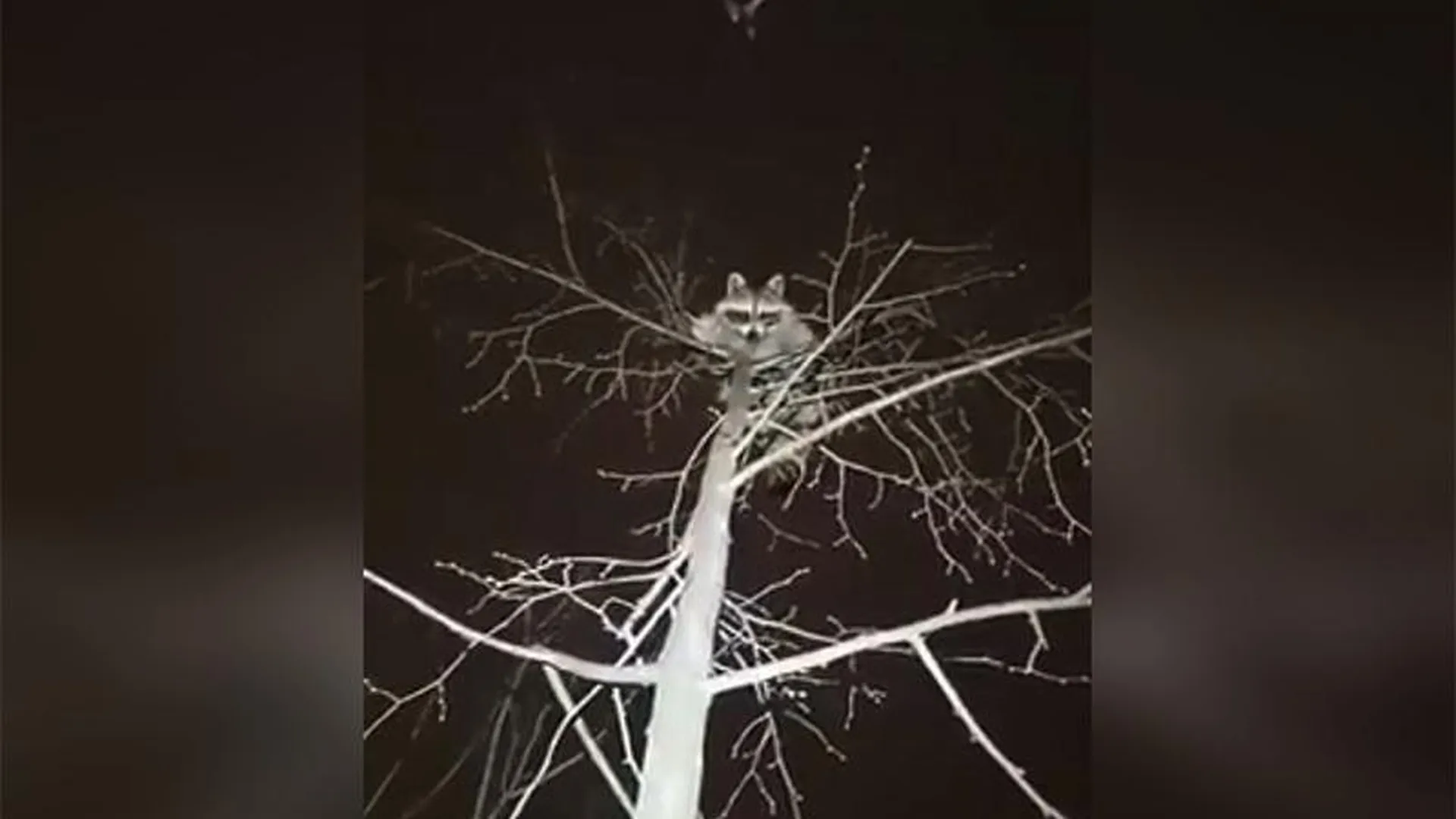 Падение енота с высоты пятиэтажного дома в Щелково попало на видео