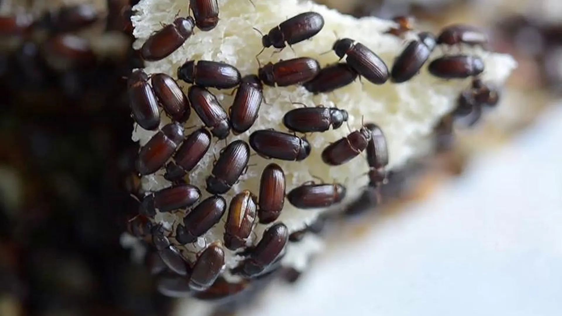 «Чудодейственных» жуков-знахарей для лечения продают в Подмосковье