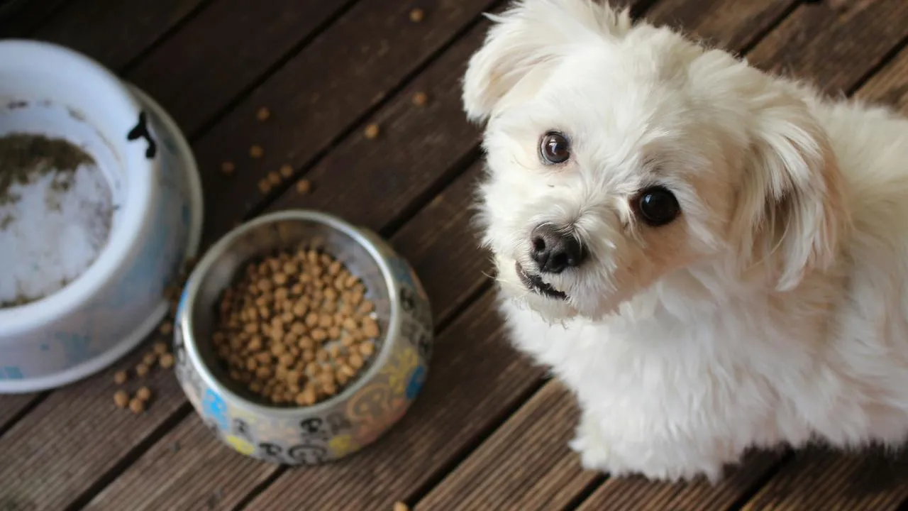 «Требуется операционное вмешательство»: ветеринар рассказала, чем опасен собачий корм знаменитого бренда