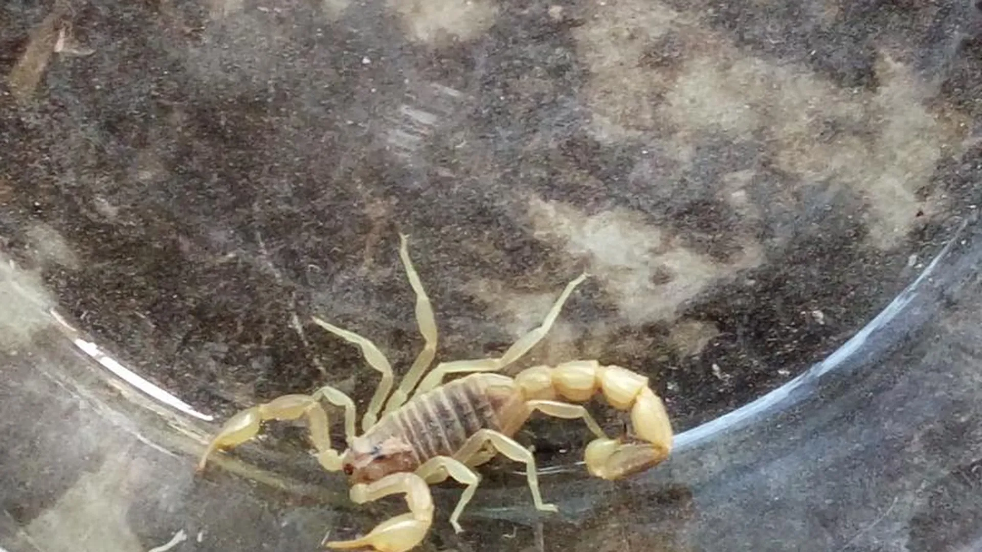 Ядовитый скорпион Гаврюша пробрался в туалет жительницы Домодедова