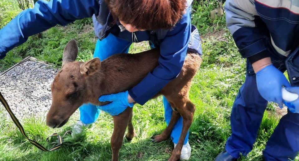 Раненого 7-дневного детеныша лося спасли в Дмитровском округе