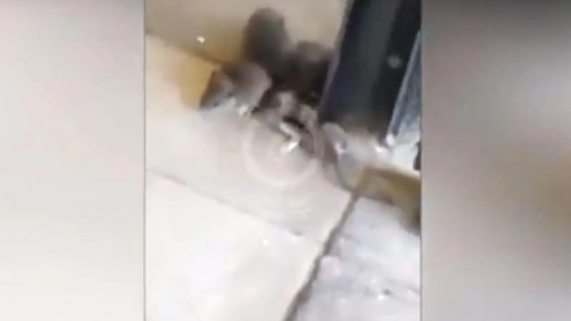 В кафе в Одинцове посетители обнаружили крыс