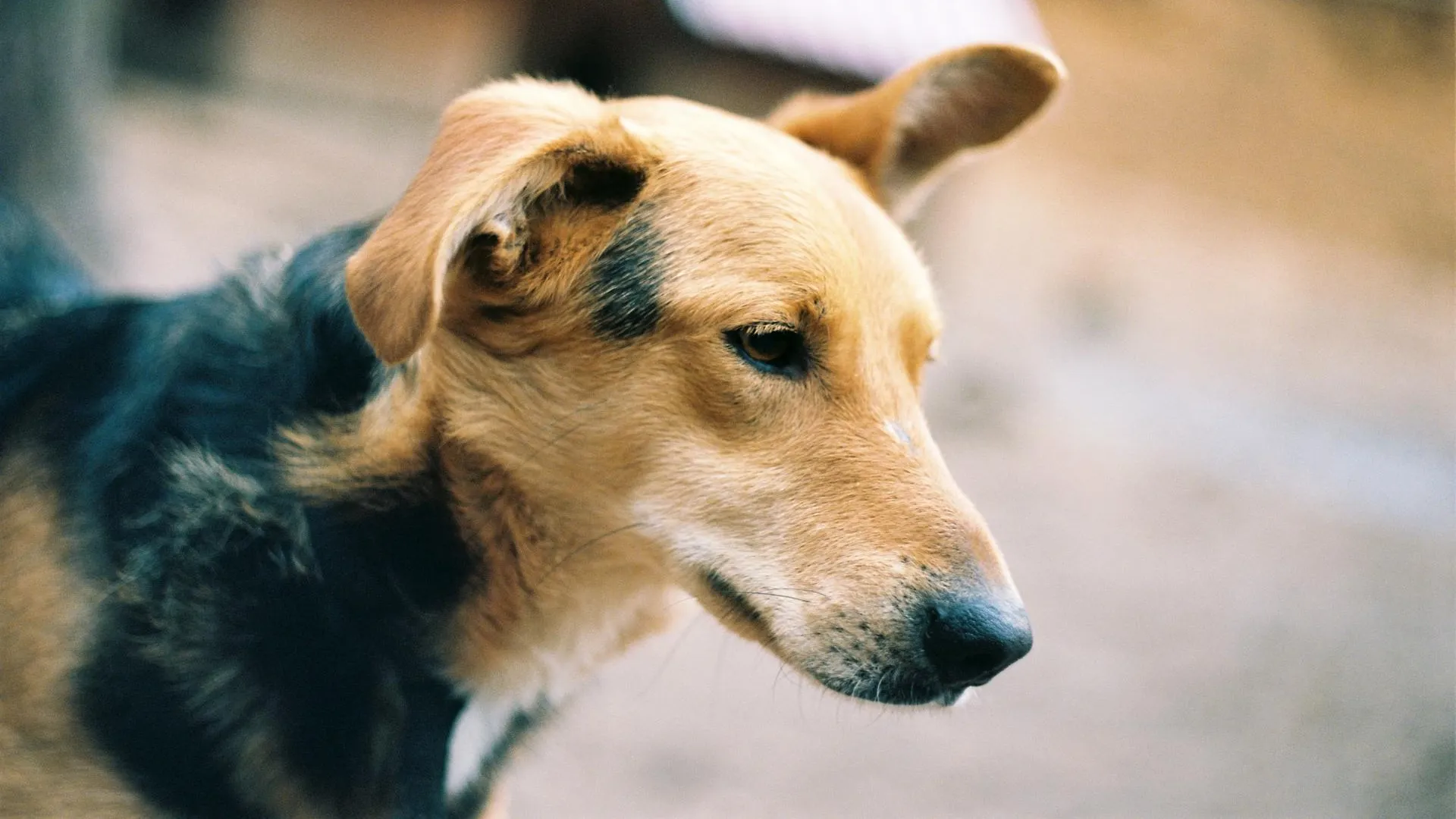 Бездомная собака напала на первоклассницу в ХМАО