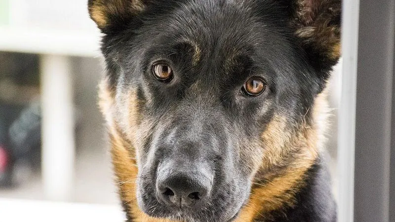 Мишонова высказалась о проблеме нападений собак на людей после трагедии в Забайкалье