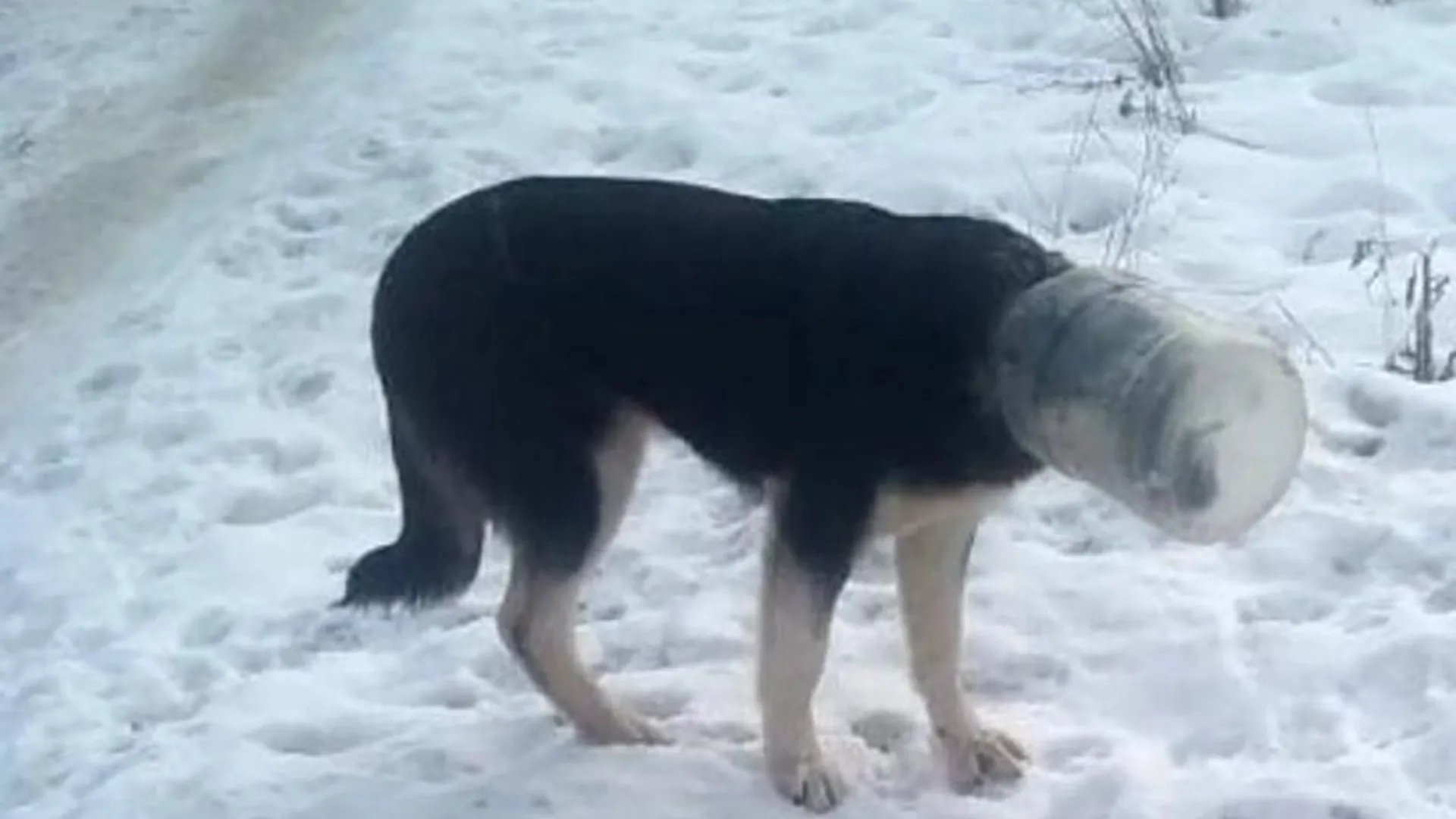Собака с банкой на голове четвертый день бегает в Пущино