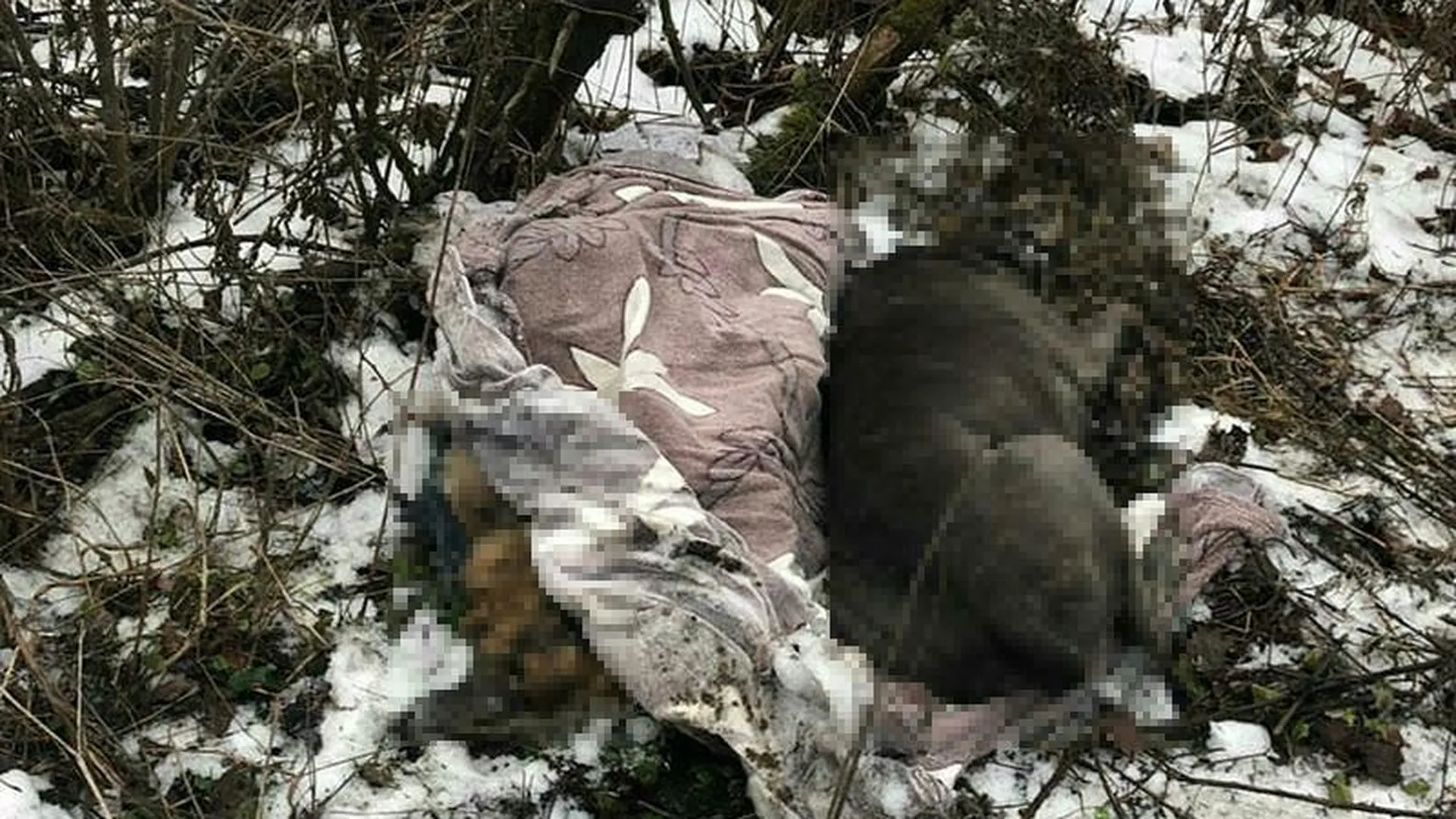 Трупы собак, за кремацию которых заплатили хозяева, нашли в лесу под Лосино-Петровским