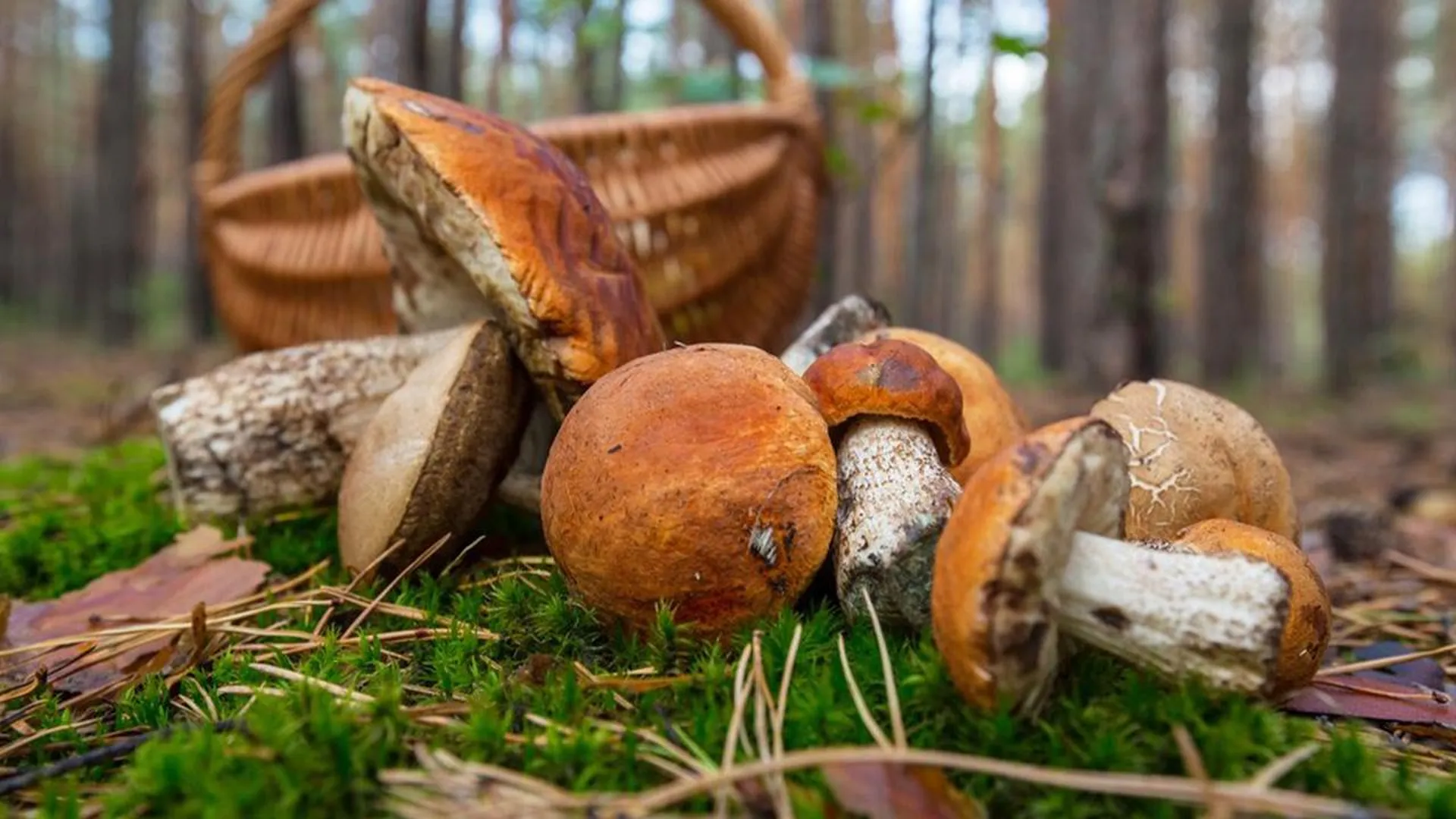 «Не дают опухоли расти»: нутрициолог раскрыла неожиданную пользу грибов для здоровья