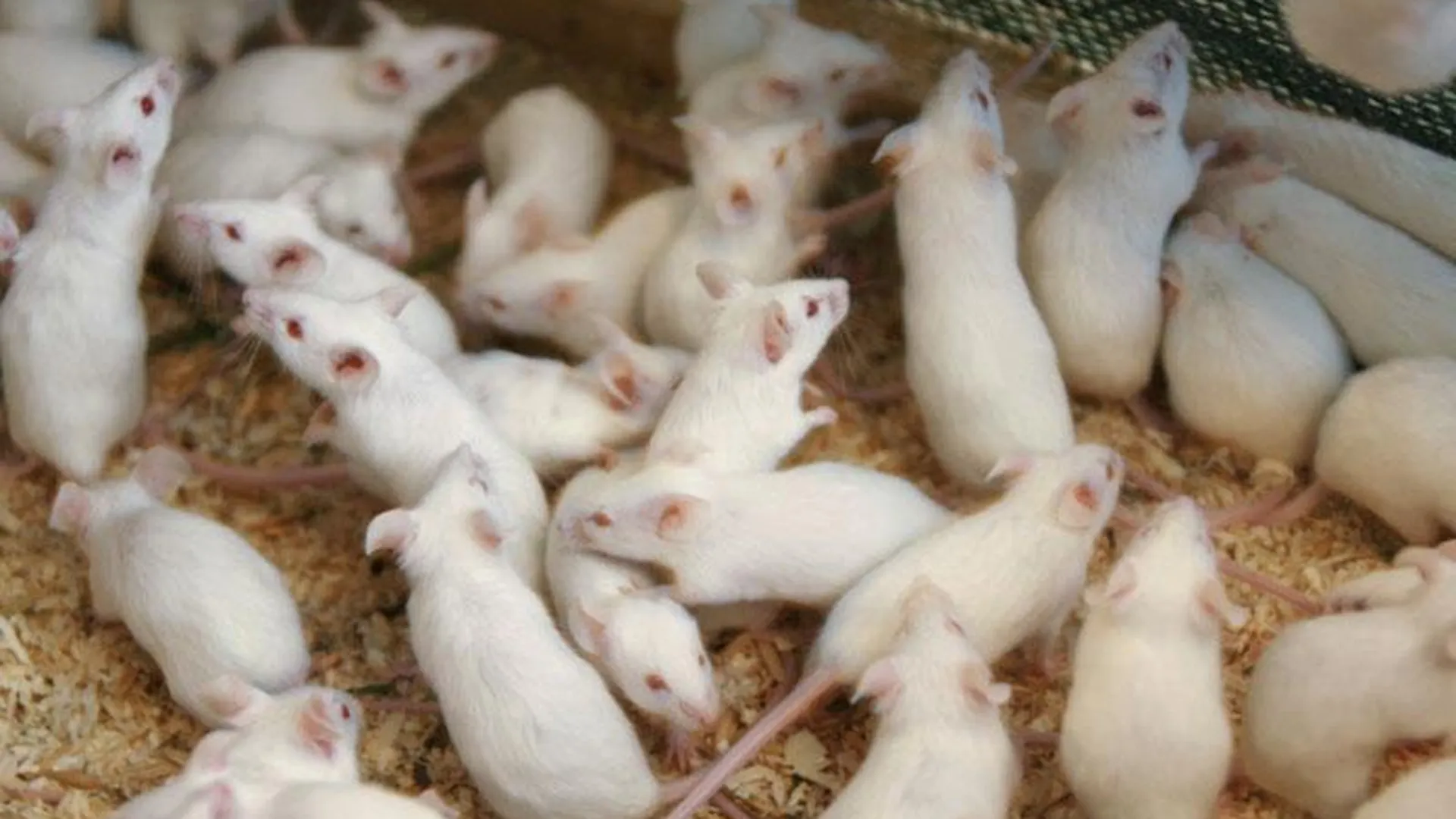 Ученые поняли, как влюбляются мыши
