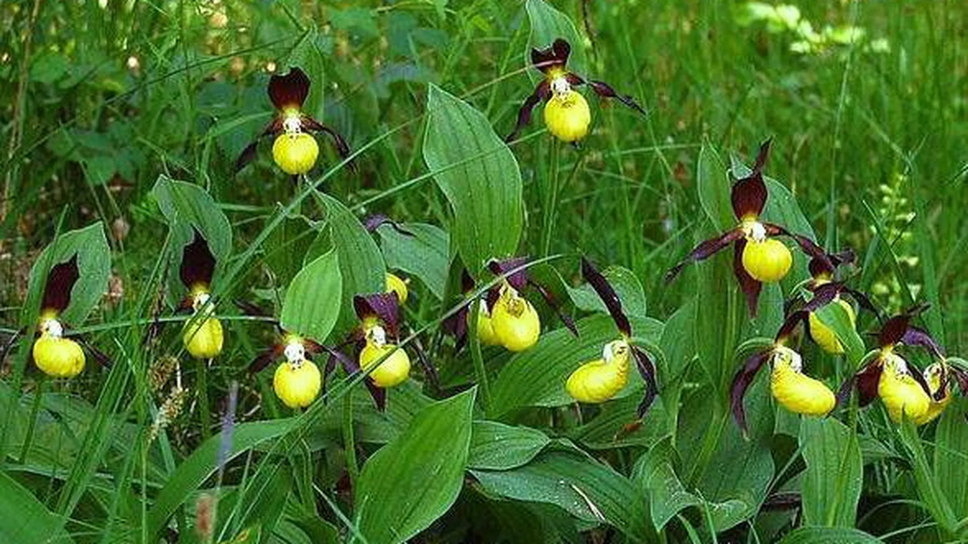 Заказник для редких подмосковных орхидей создадут в Ступинском районе