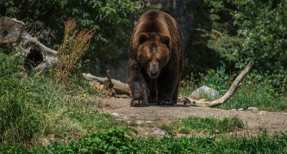 Медведь насмерть загрыз жителя Биробиджана