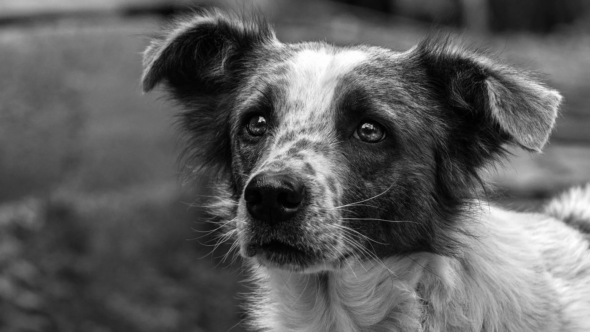 Черно-белое фото собаки