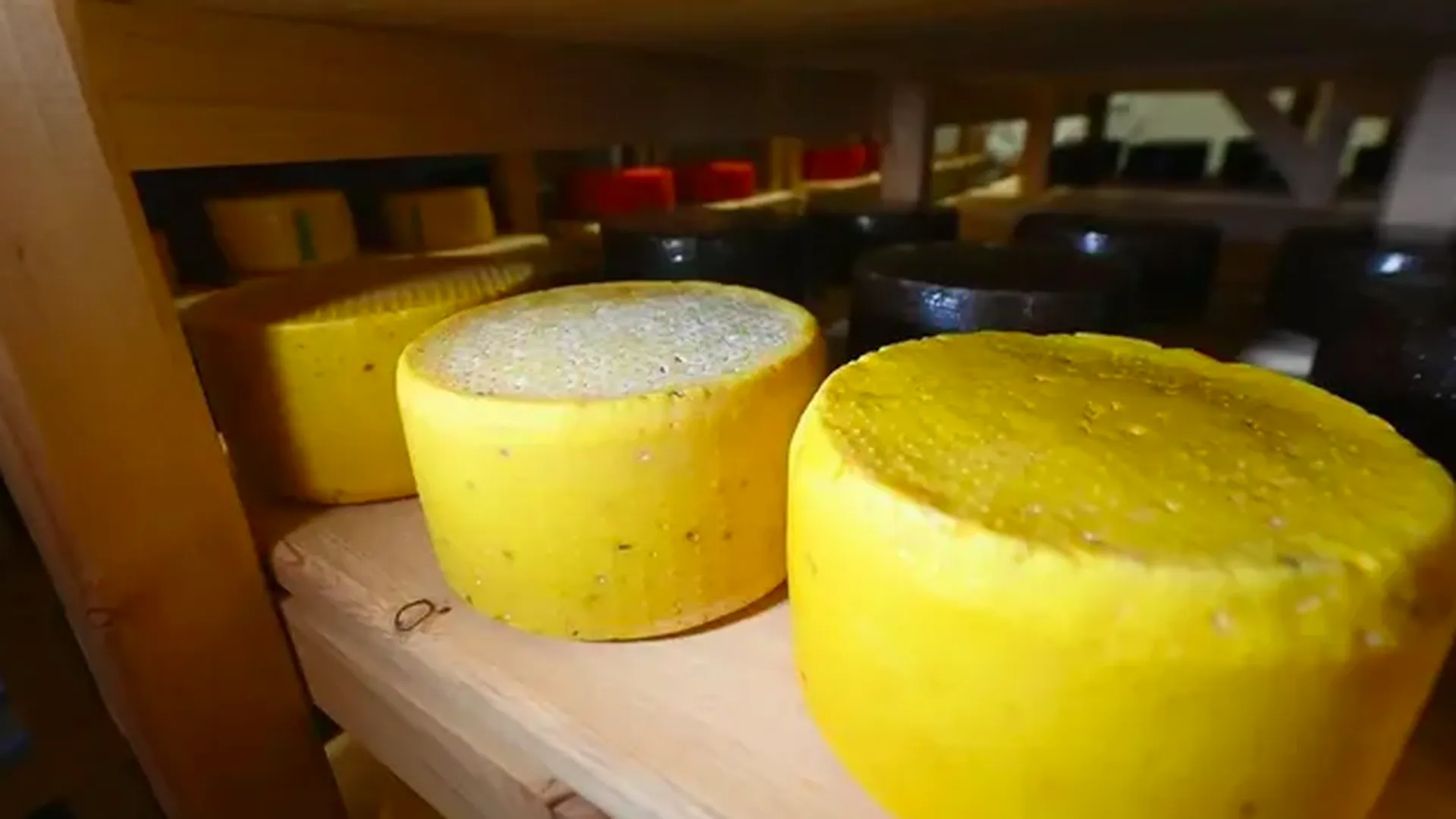 Почти 100 тысяч тонн сыра произвели в Подмосковье с начала года