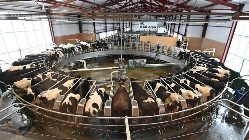 VR-очки для коров и клопы для огурцов: как инновации помогают развивать сельское хозяйство в Подмосковье