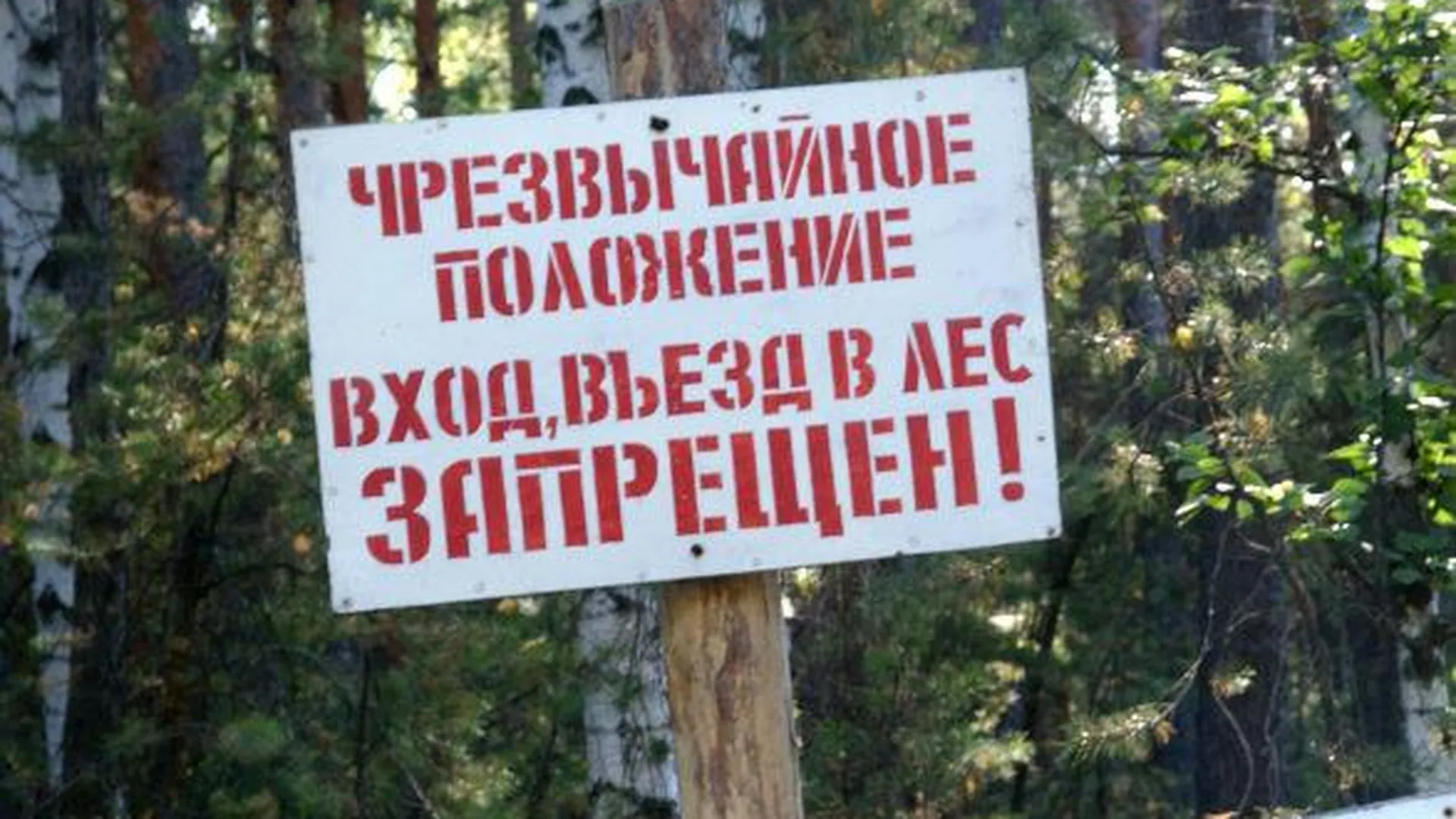 Запрет на посещение лесов вводят в Подмосковье с 25 апреля