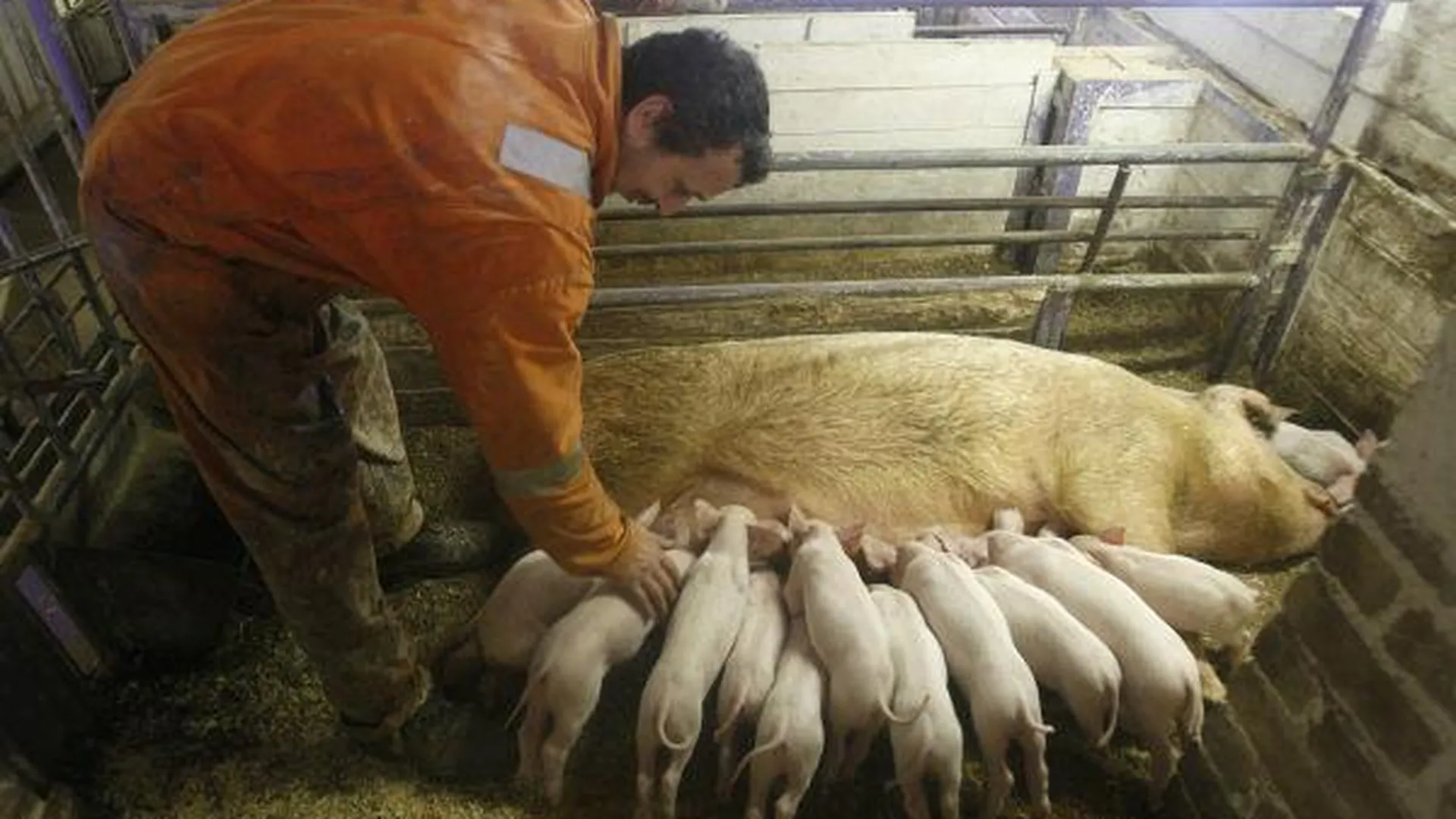 Тайские инвесторы поддержат свиноводство в Талдомском районе 