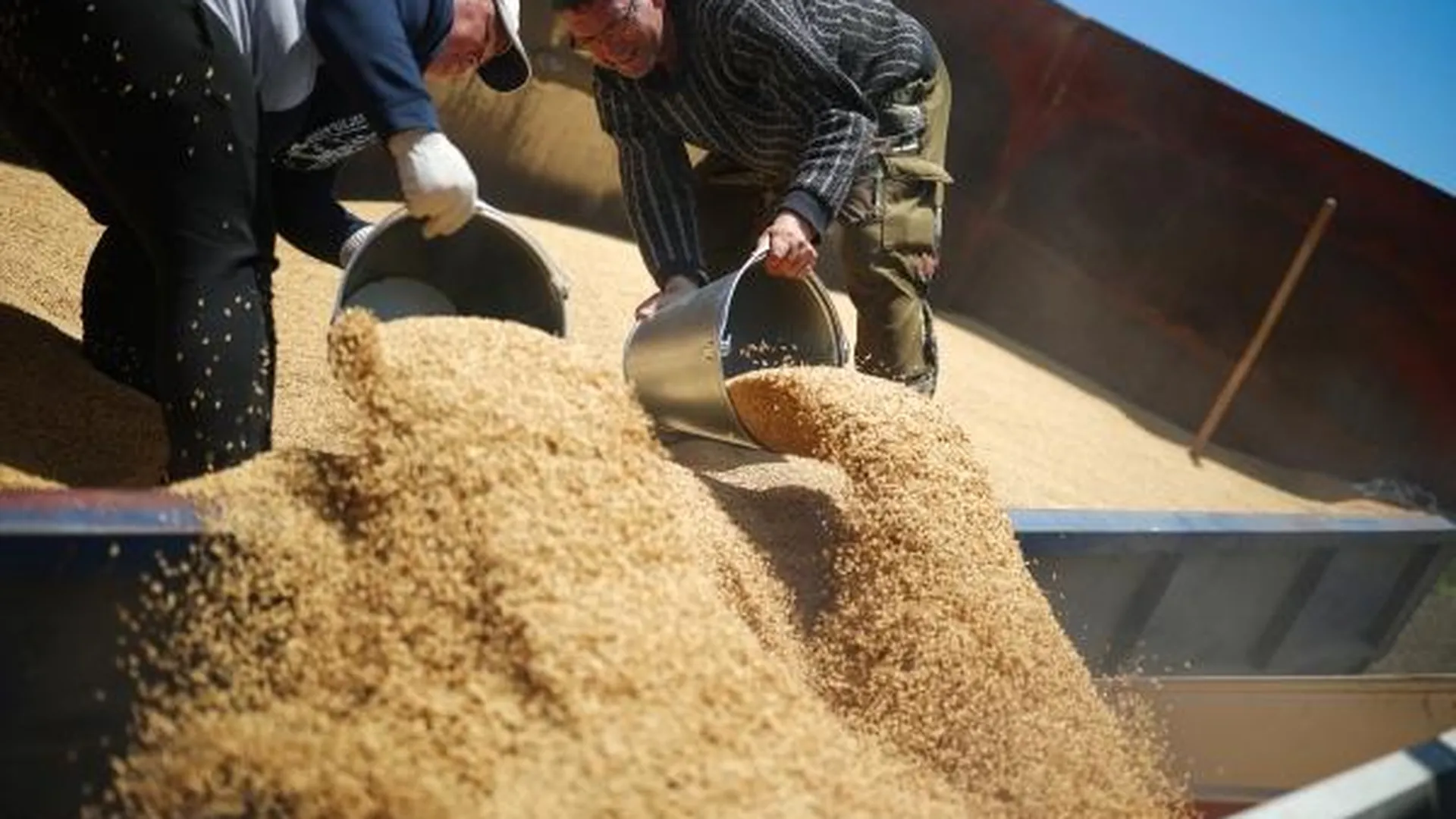 Прибалтика призвала вместо введения пошлин полностью запретить зерно из России
