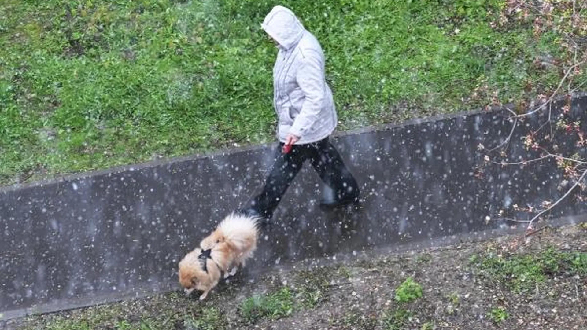 Майский снегопад в Москве сняли на видео