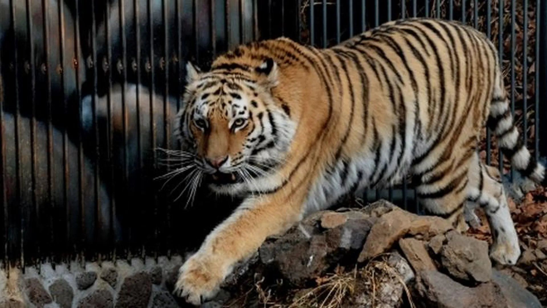Астахов «номинировал» покалеченную тигром школьницу на Премию Дарвина