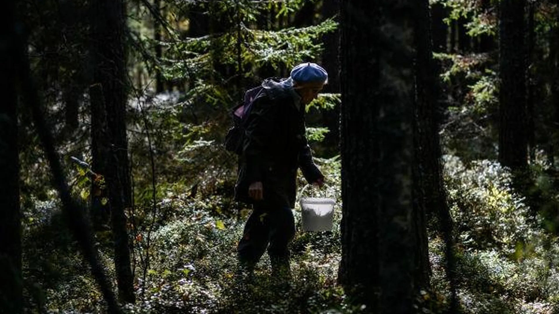 Двух собирательниц грибов спасли в лесной чаще Звенигорода