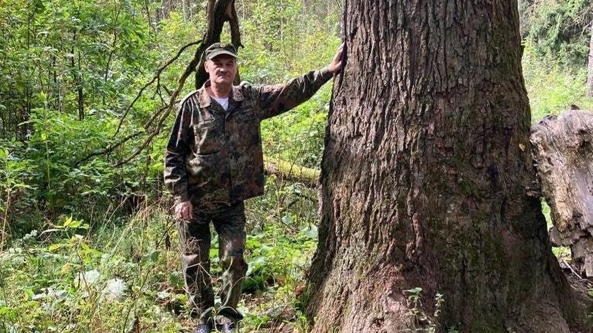 Старейший великан: трехвековой дуб обнаружили лесничие в Одинцовском округе