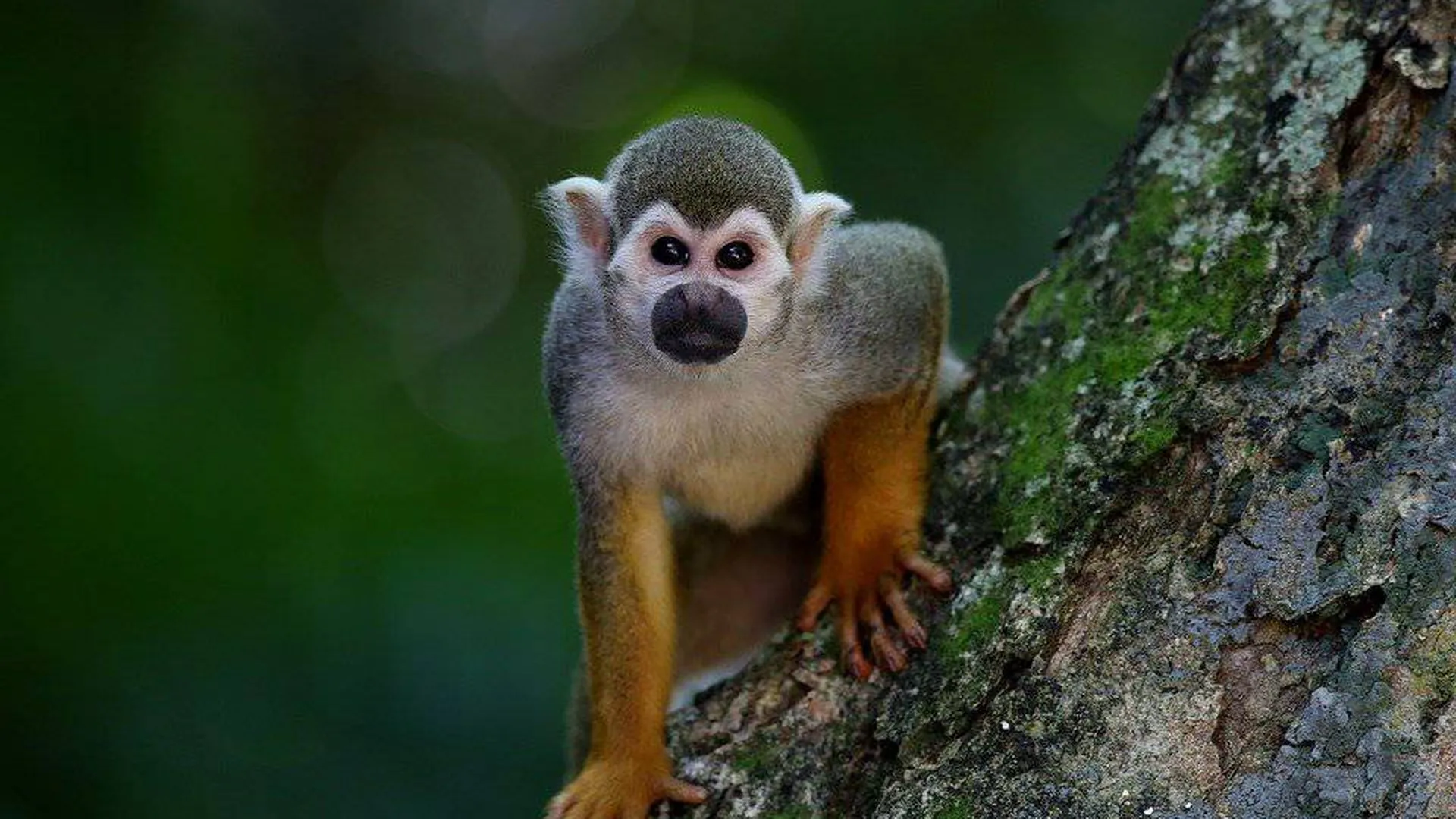 Гинцбург: обезьяны могли сами заразиться оспой
