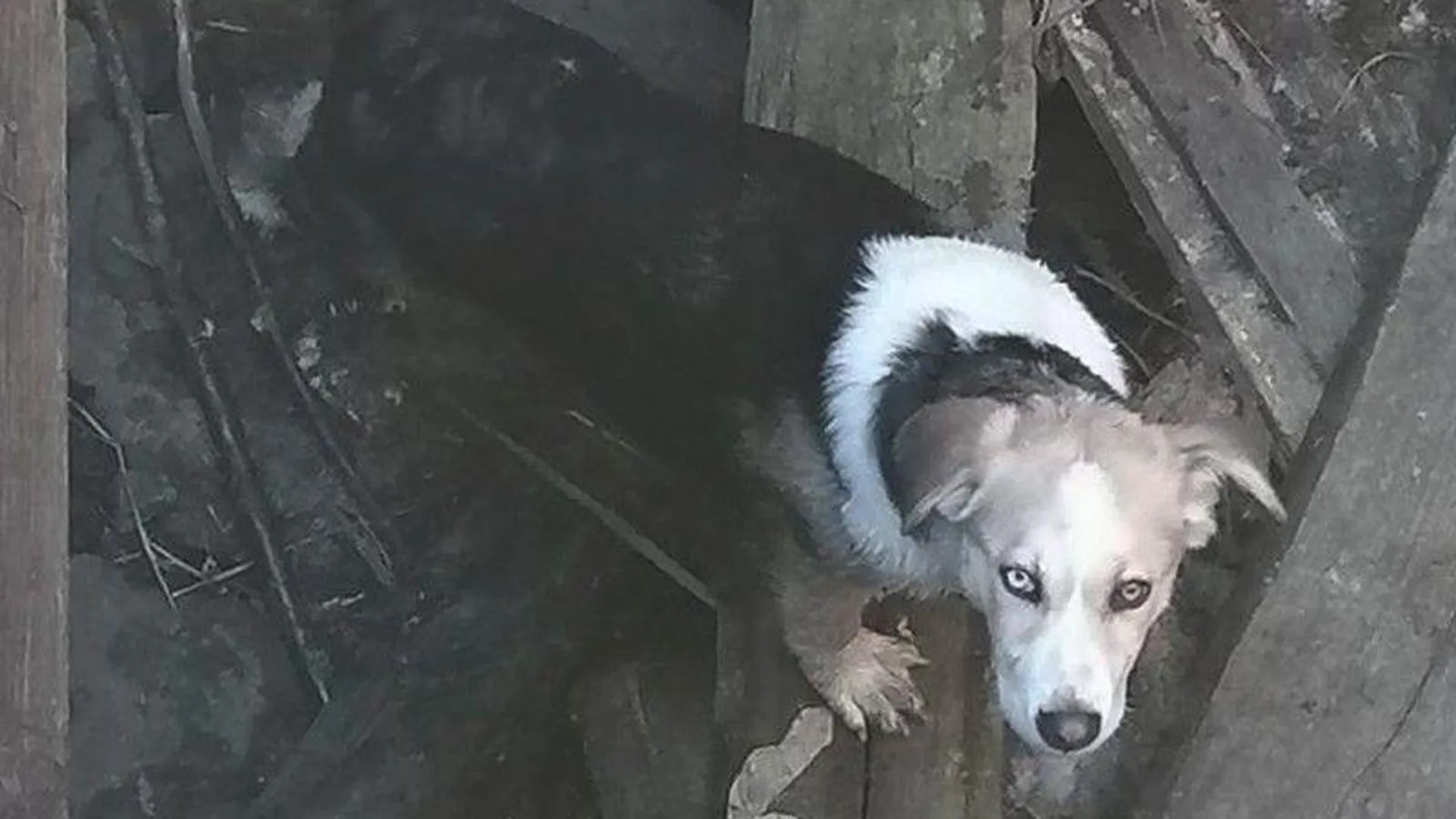 В Луховицах спасатели вытащили собаку, упавшую в шахту