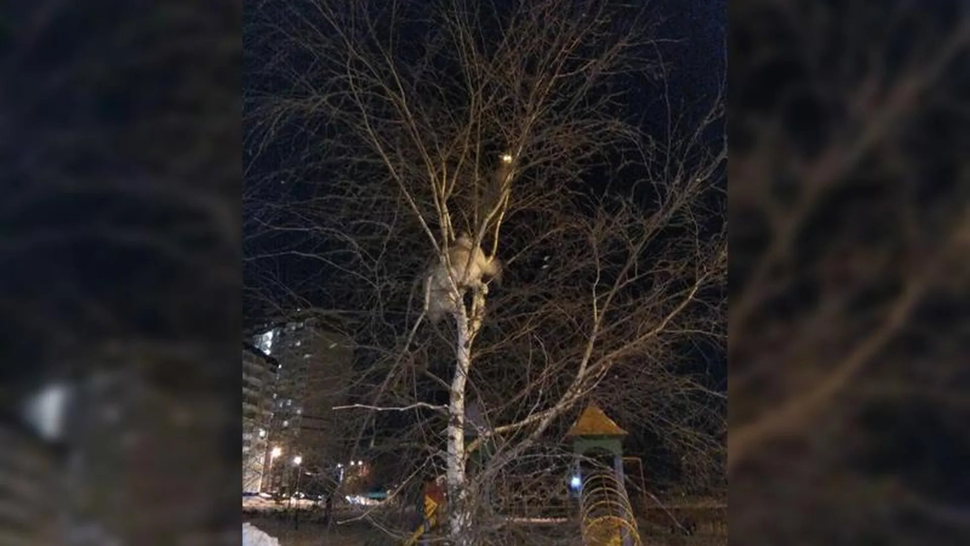 Хаски в погоне за котом забрался на высокое дерево