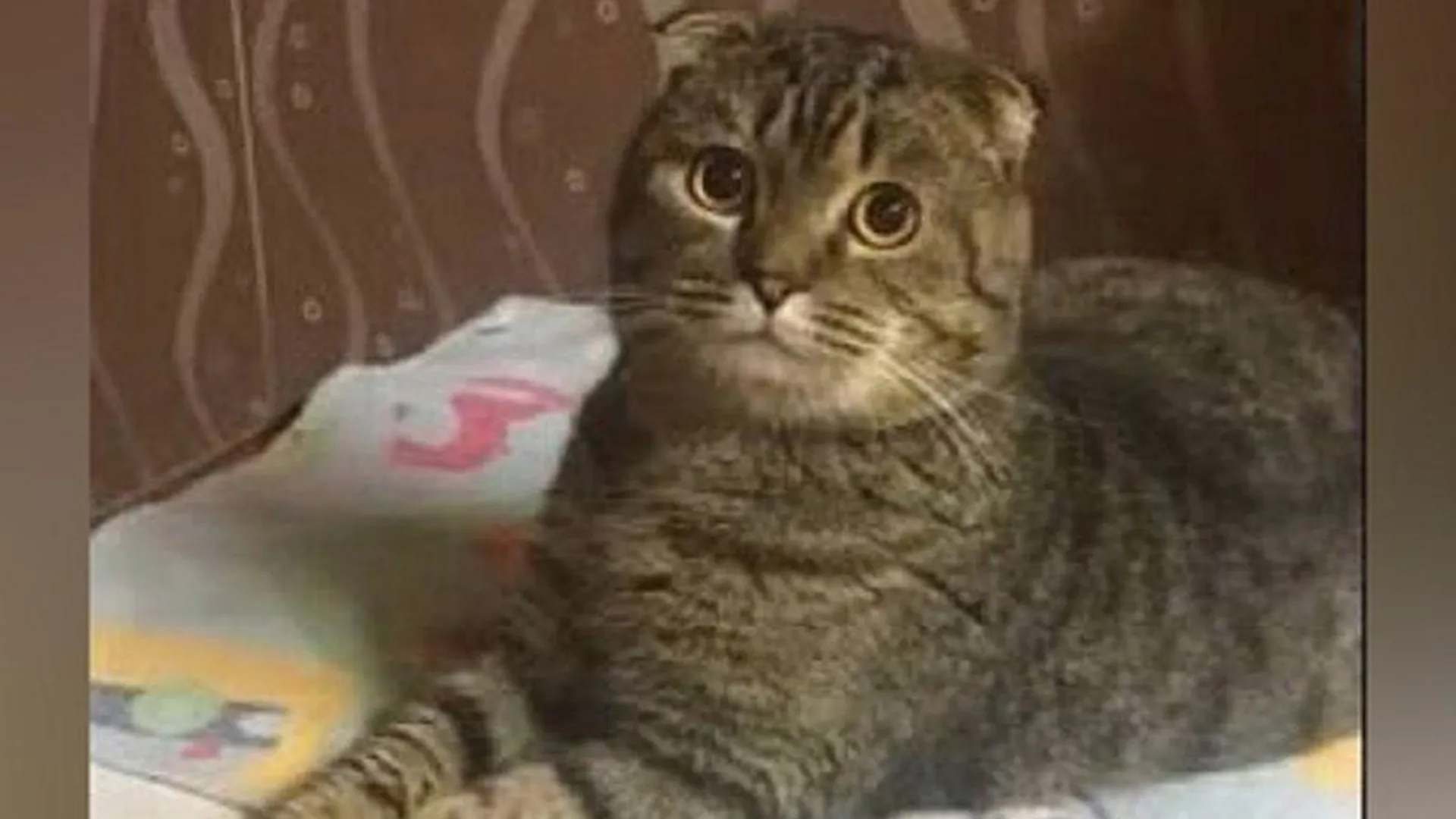 Зоозащитница напала на горожанку из-за замечания под постом в соцсети о коте Финике