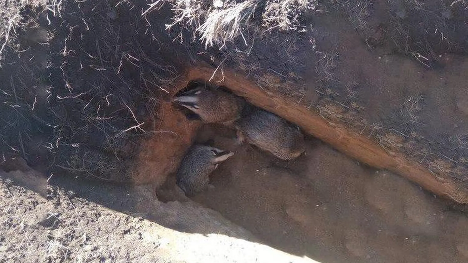 Семейство барсуков, угодивших в вырытую могилу, спас житель Ступино