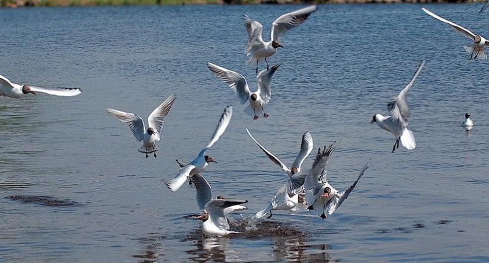 Чайки на озере. Озеро киово чайки. Чайки над озером. Чайки озеро киово лобня. Озеро киёво чайки.