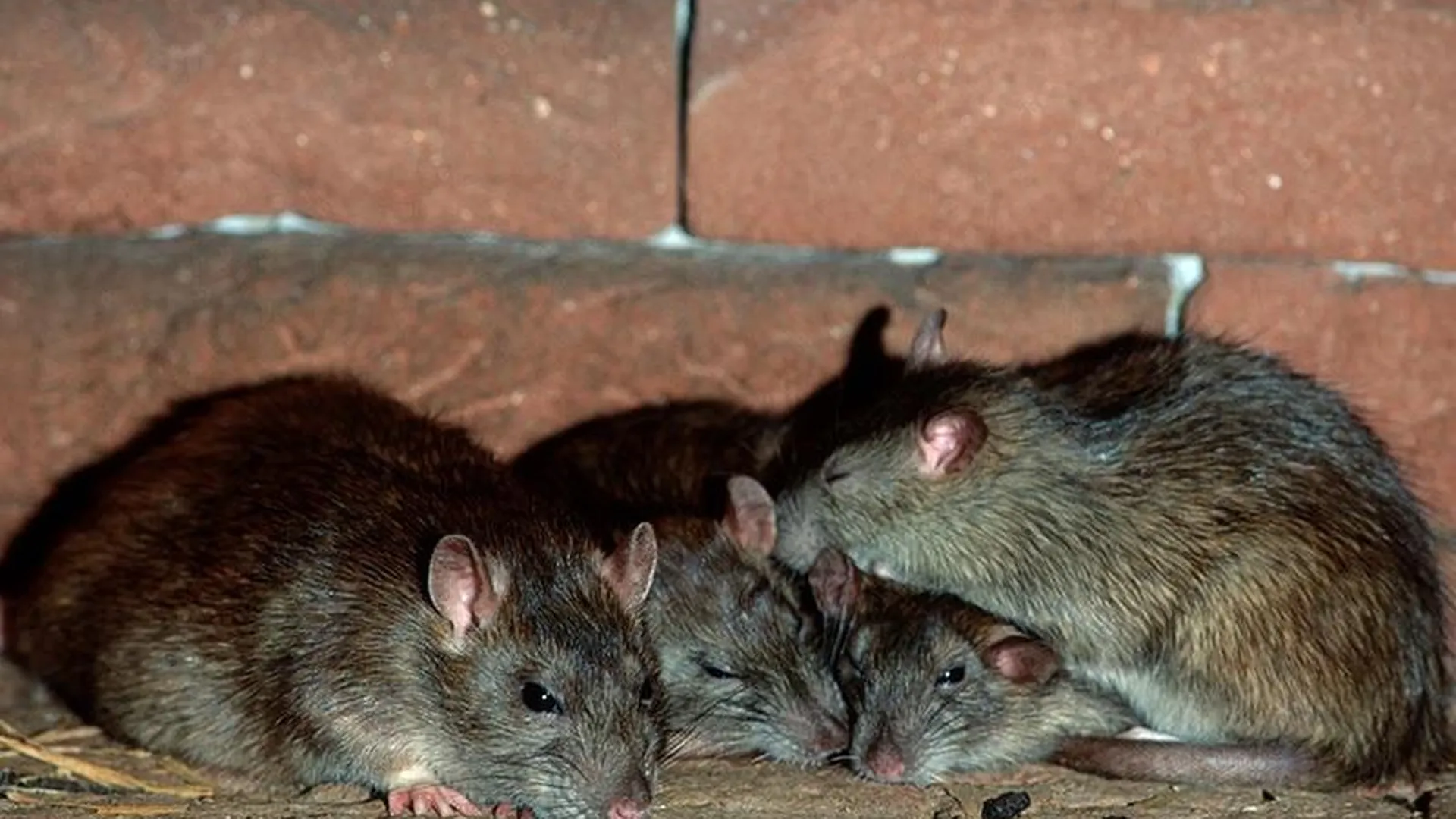 Крысы на пороге культурного центра в Барвихе возмутили горожан