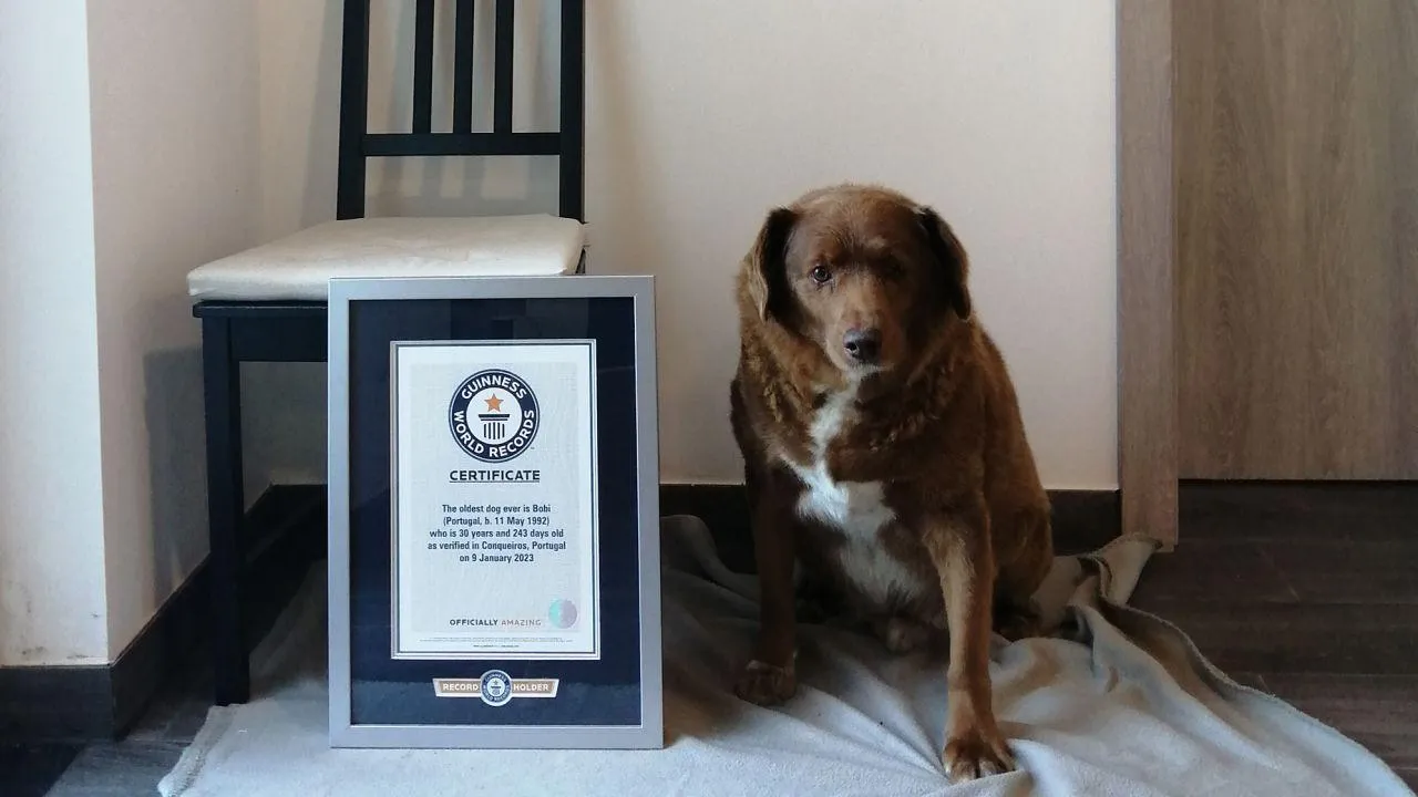 Guinness World Records