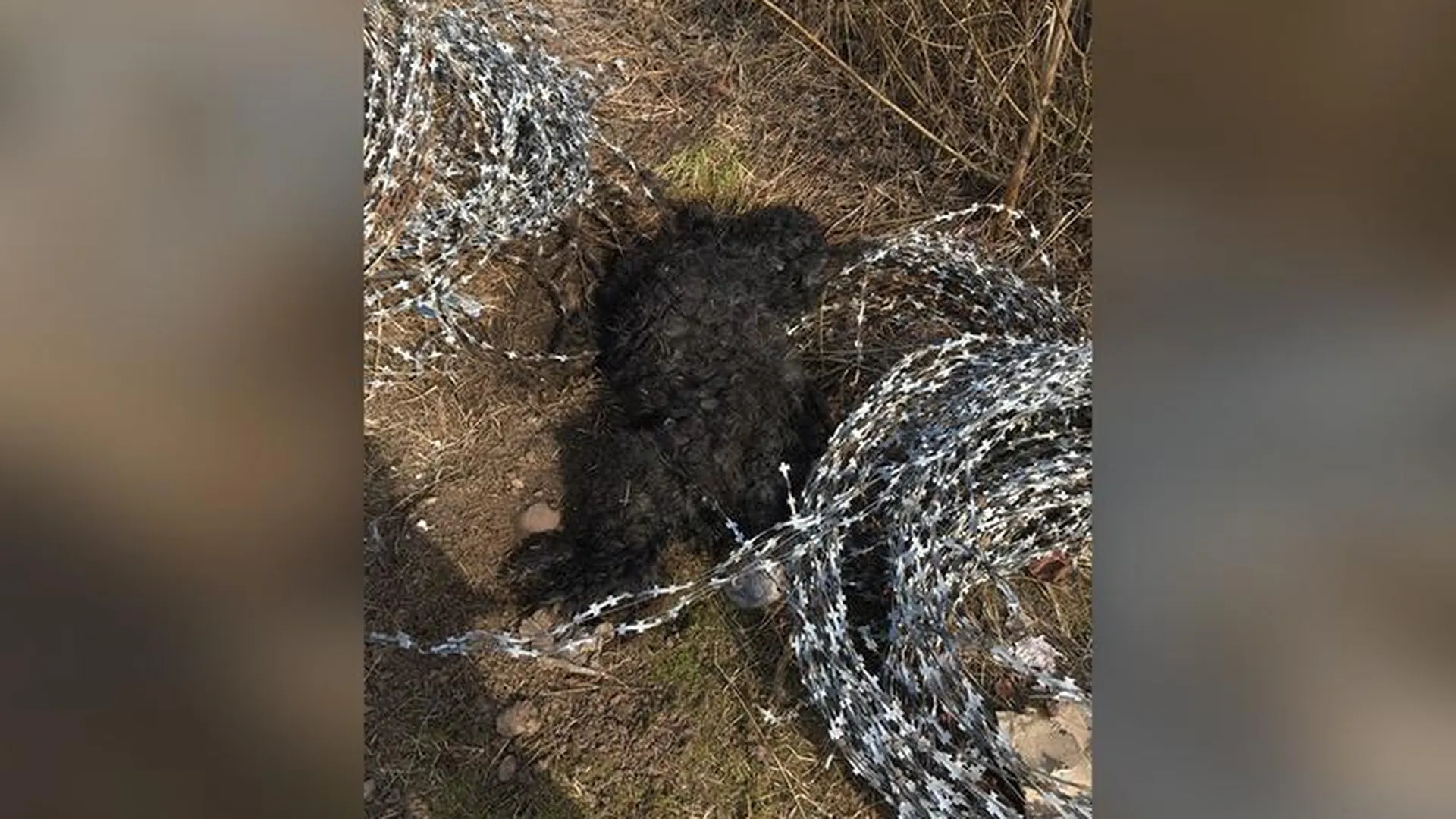 Густая шерсть спасла жизнь запутавшейся в колючей проволоке собаке в Дмитрове
