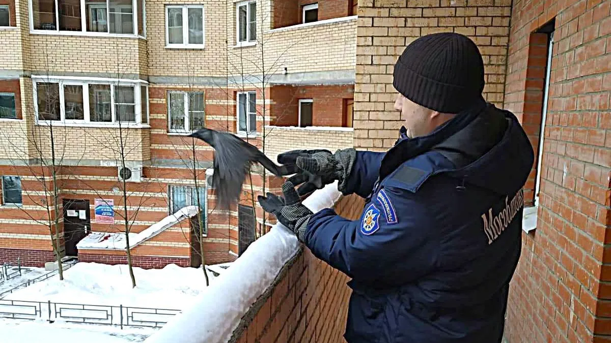 В Подмосковье спасли вороненка, застрявшего в вентиляции многоквартирного  дома