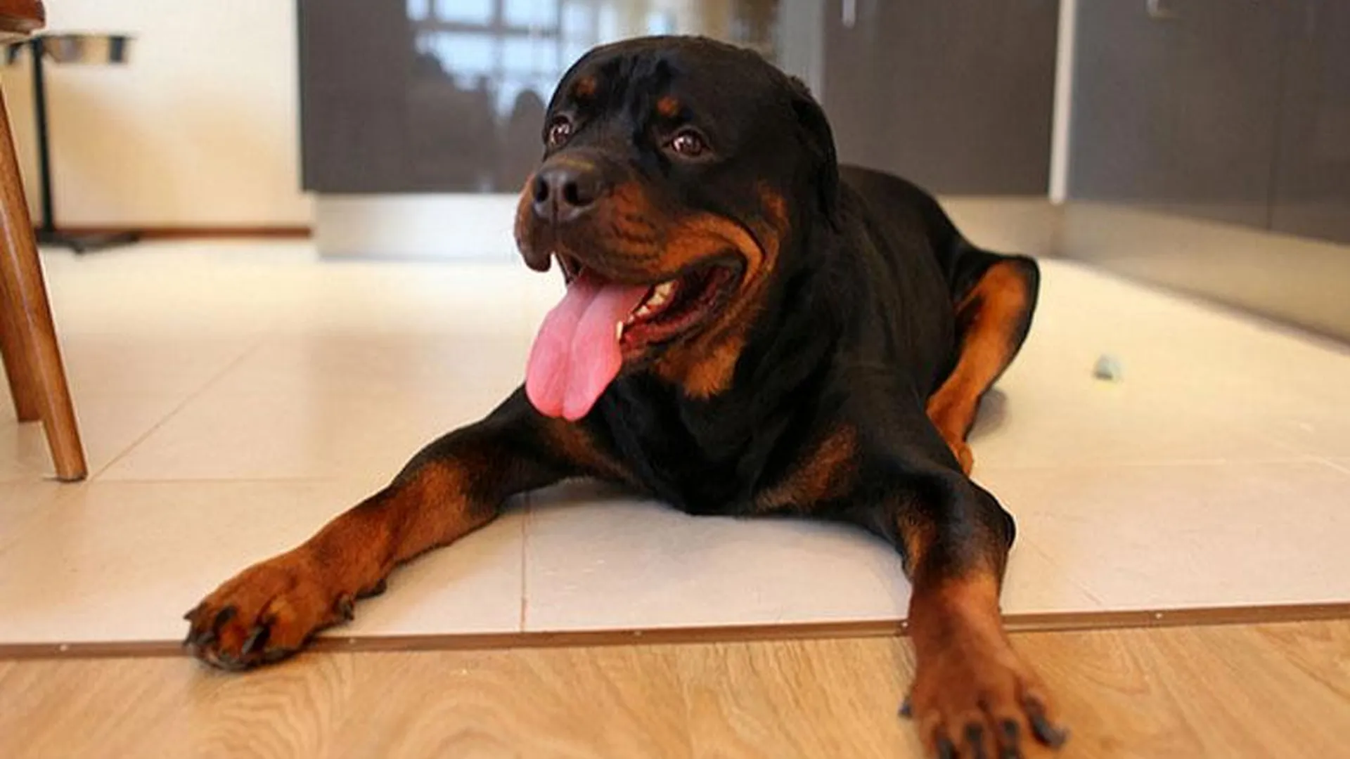 В Москве могут запретить держать больших собак в квартирах