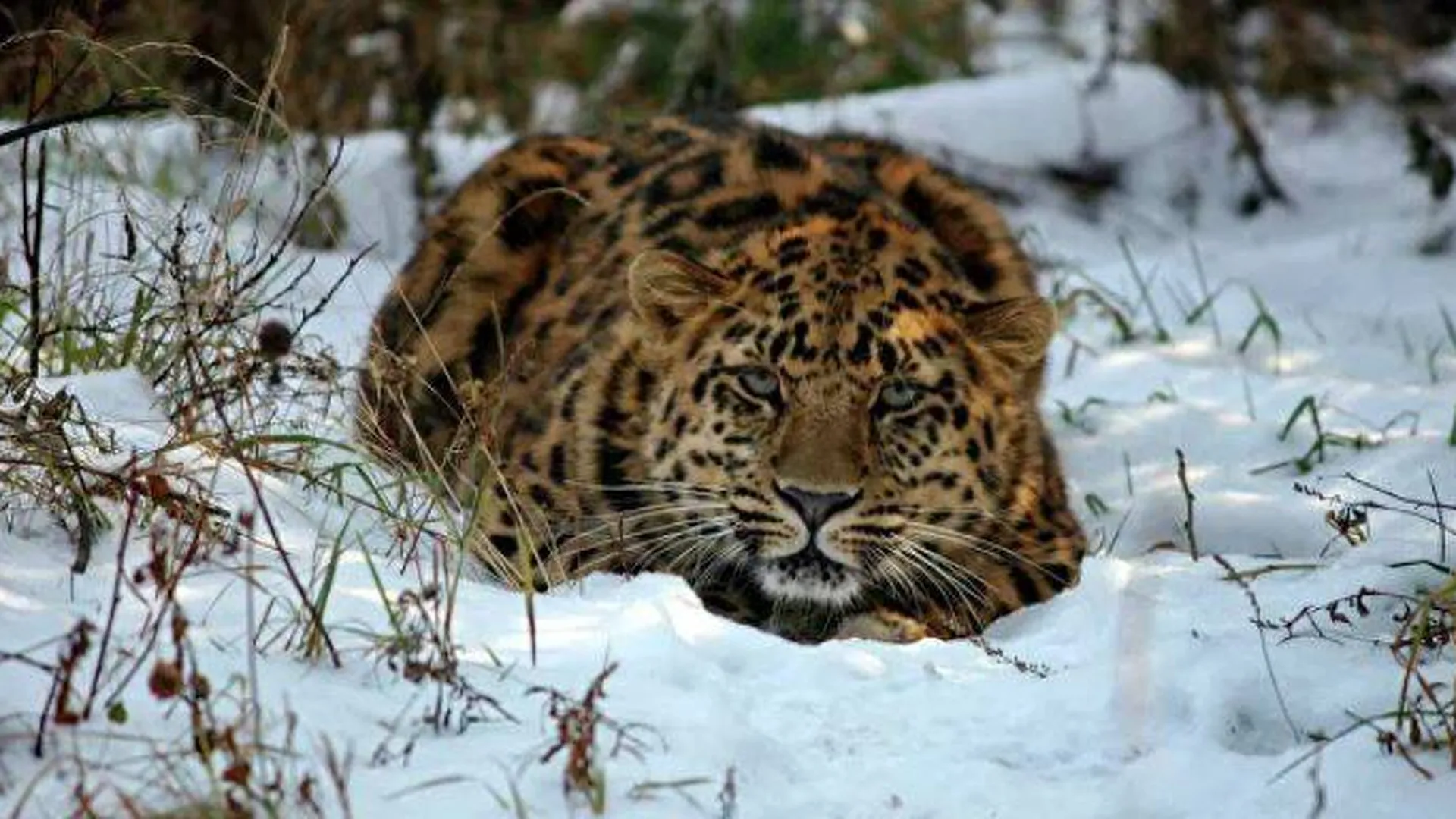 Фото: ФГБУ "Земля леопарда"