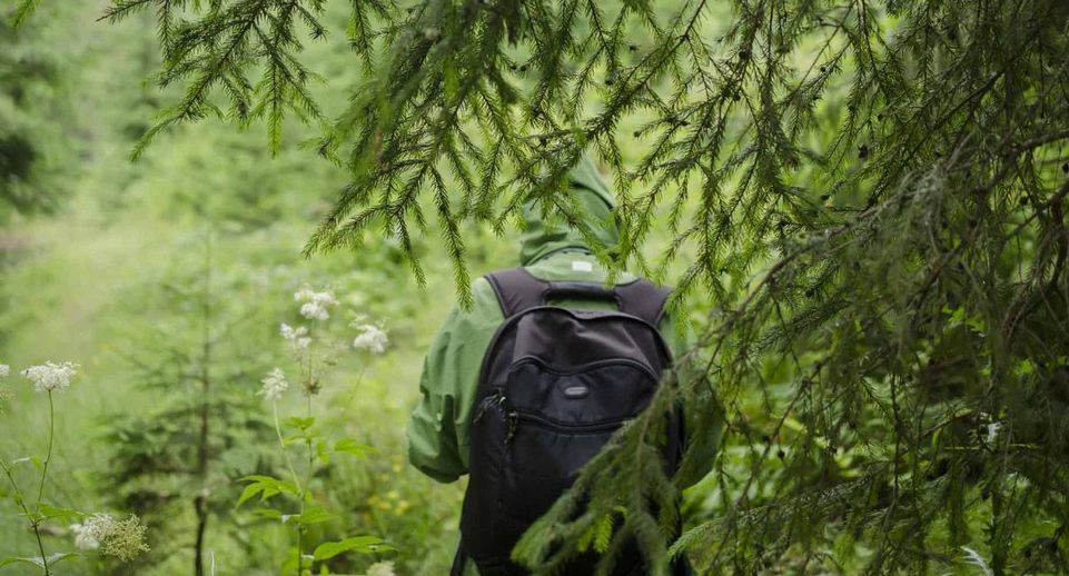 Более 40 заблудившихся вывели из лесов Подмосковья с начала года