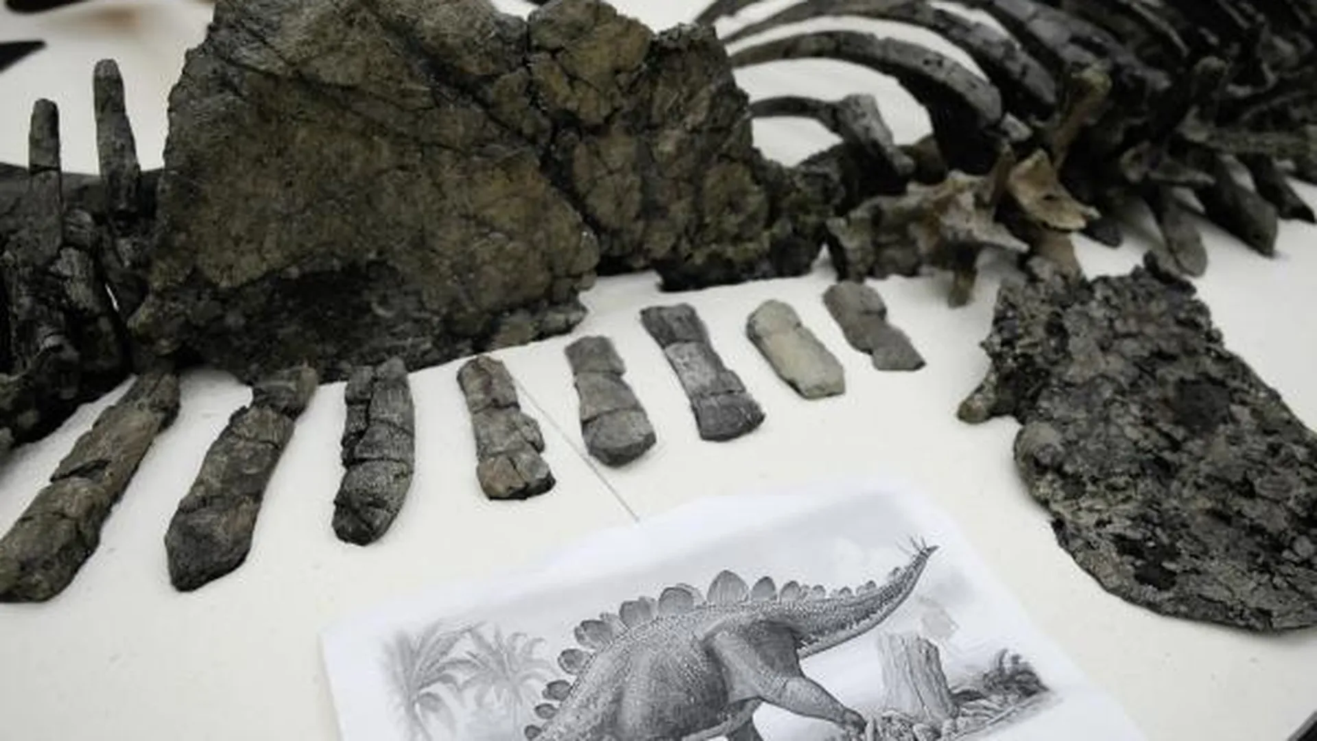 В горах Марокко нашли останки самого древнего стегозавра в мире