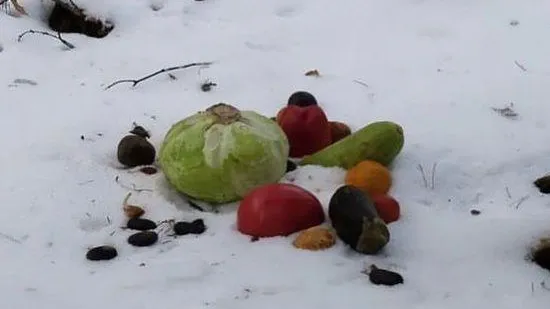 Прохожие обнаружили дары для зимних духов в Жуковском