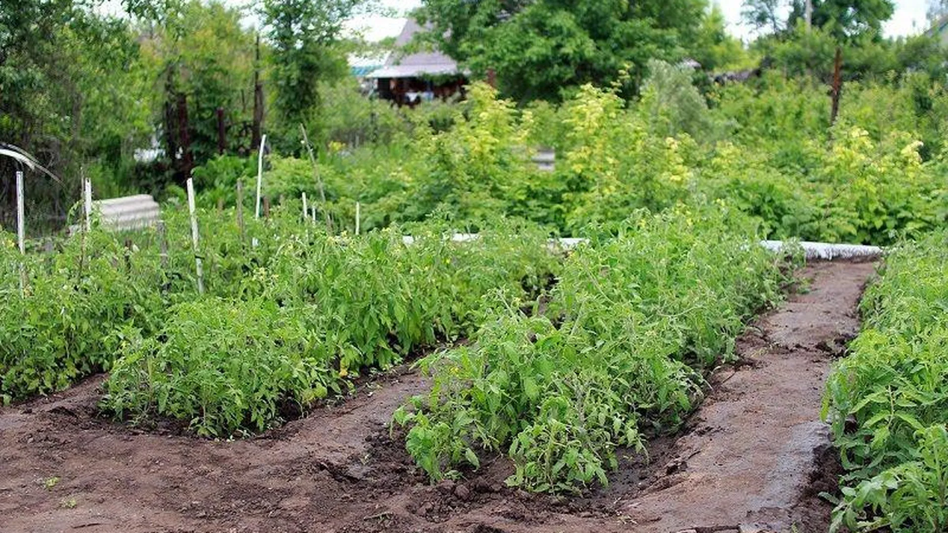 Житель Волоколамска предложил огород в пользование в обмен на уход за своими посадками