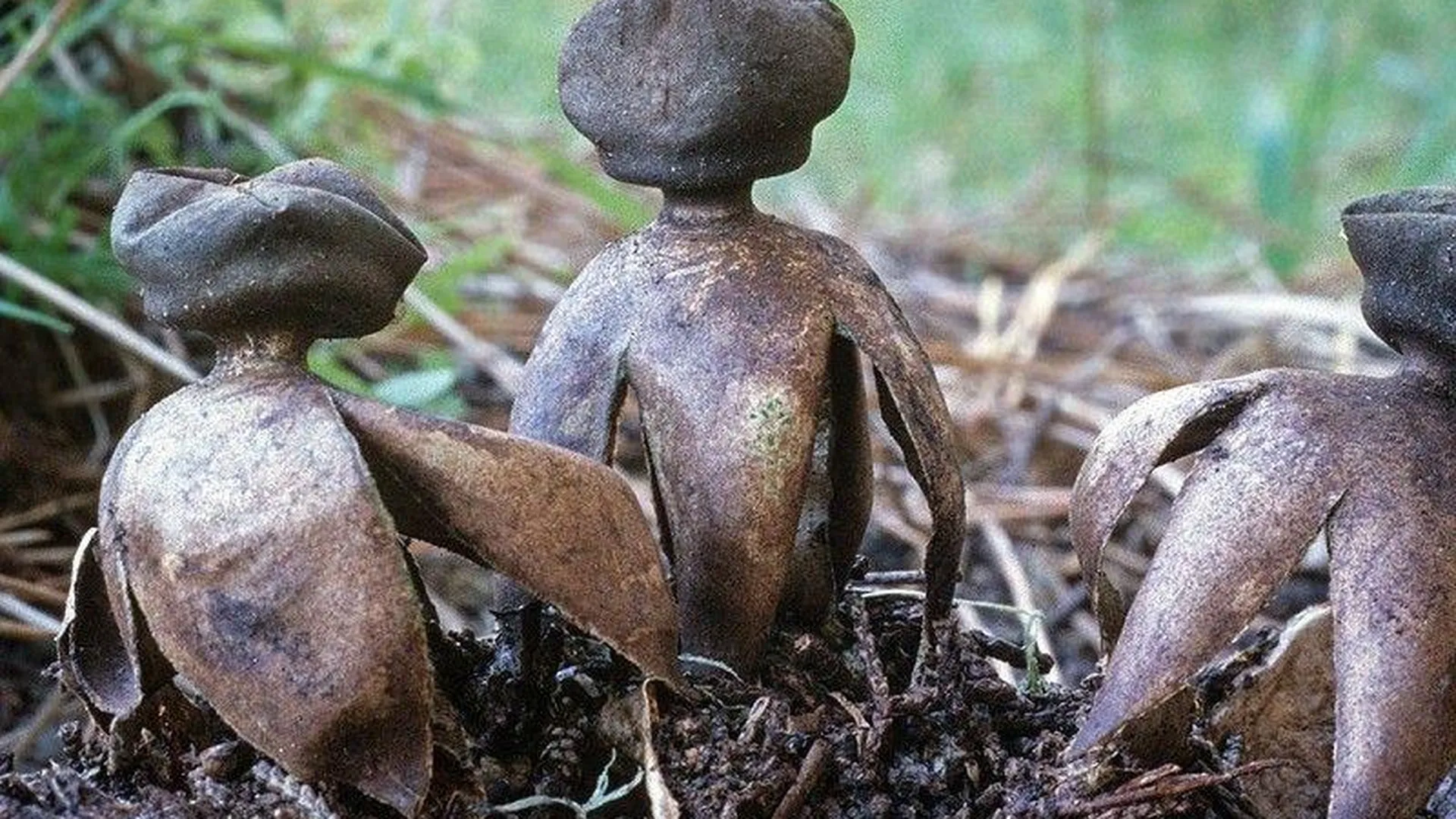 Редкие грибы обнаружили биологи на территории природного заказника в Клину