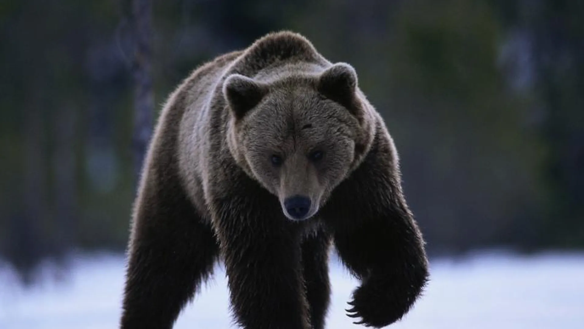 Бурый медведь проверил работу Минэкологии в Клину