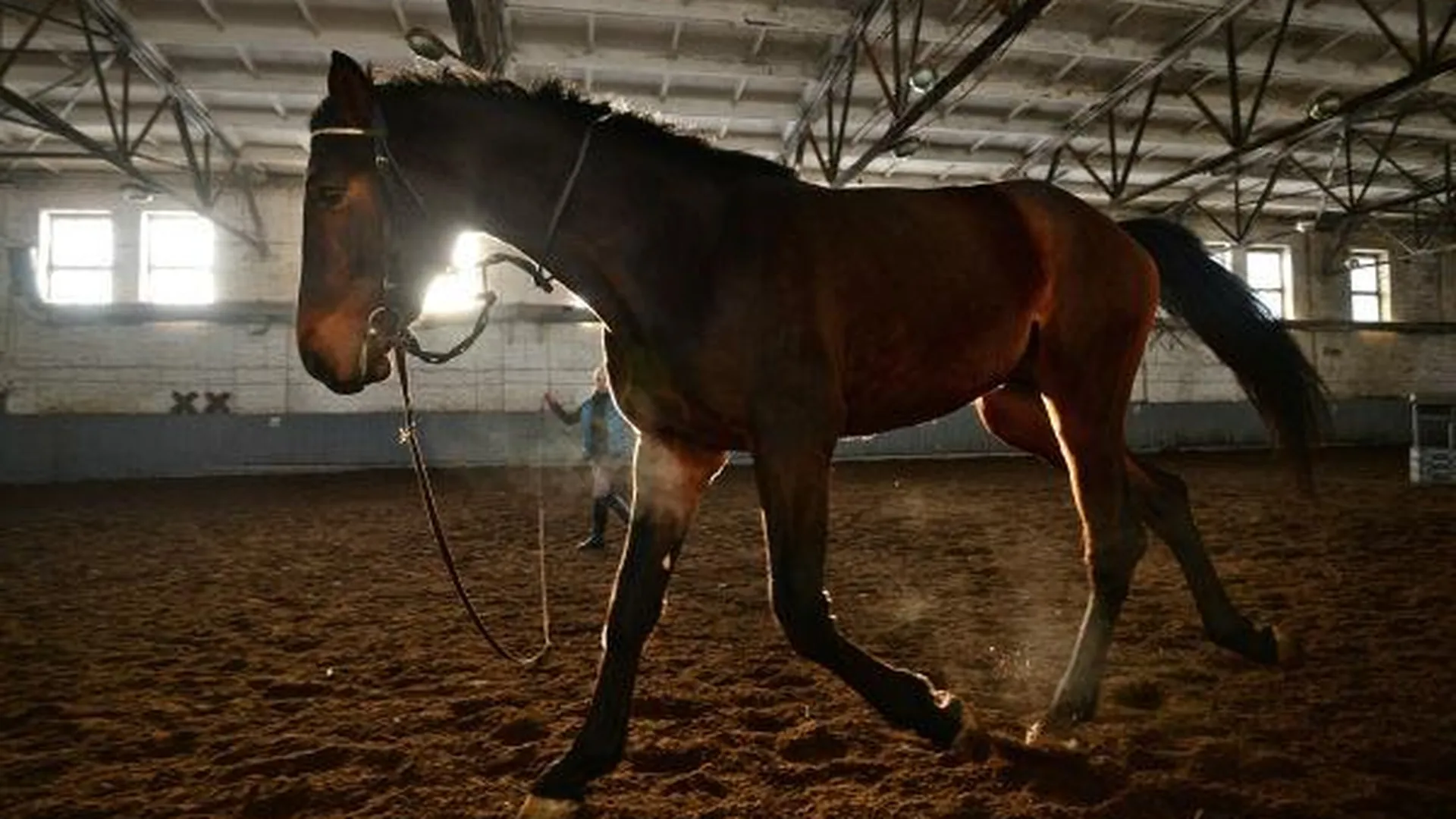 Двух породистых лошадей похитили ночью в Подмосковье