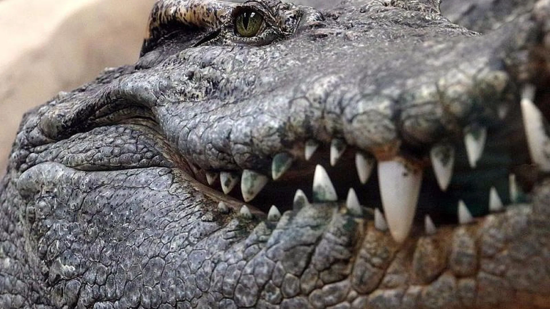 Россиянка пыталась провезти изделия из кожи редчайшего крокодила через таможню