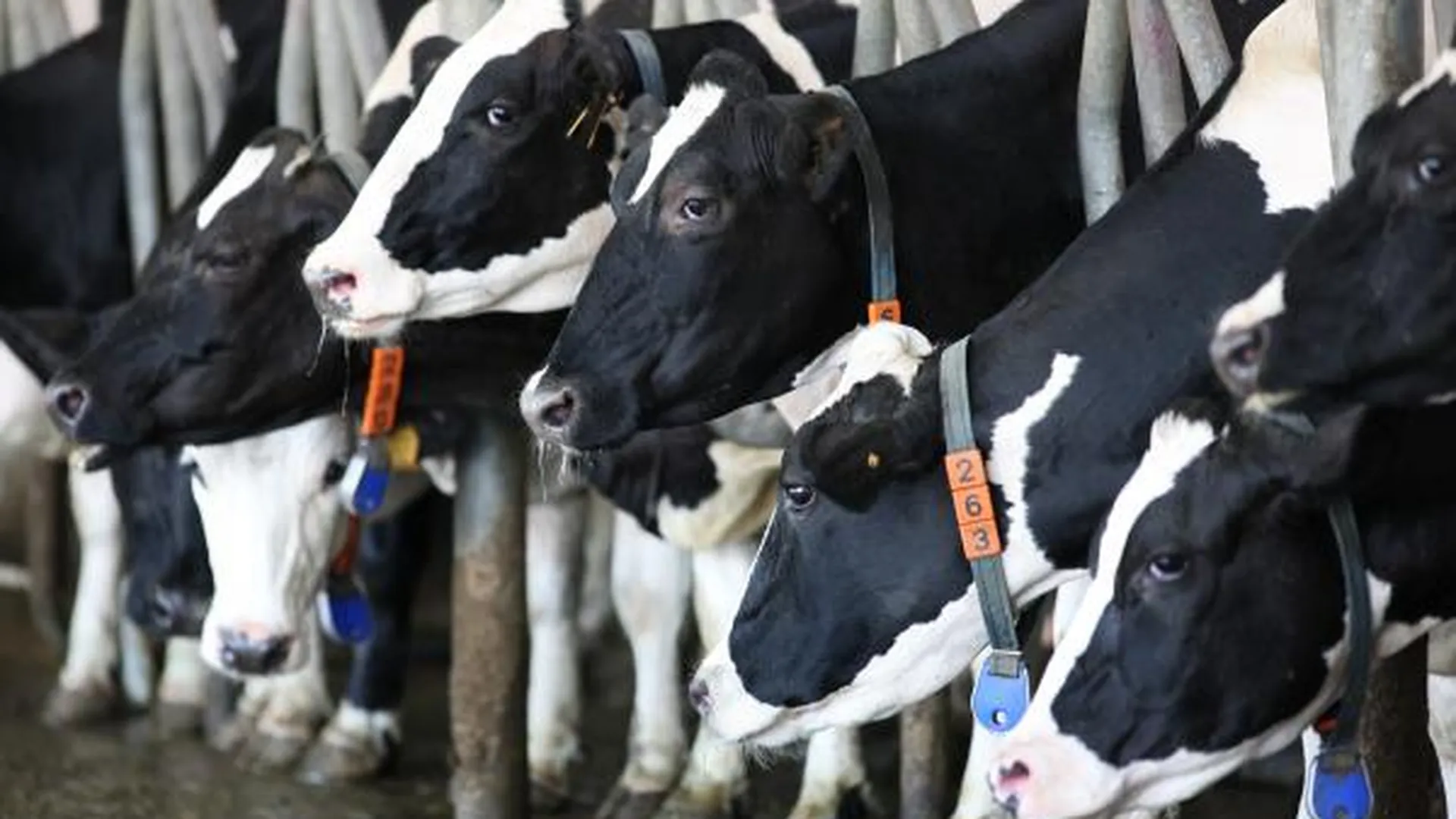 Молочно-товарную ферму построят в Наро-Фоминском районе