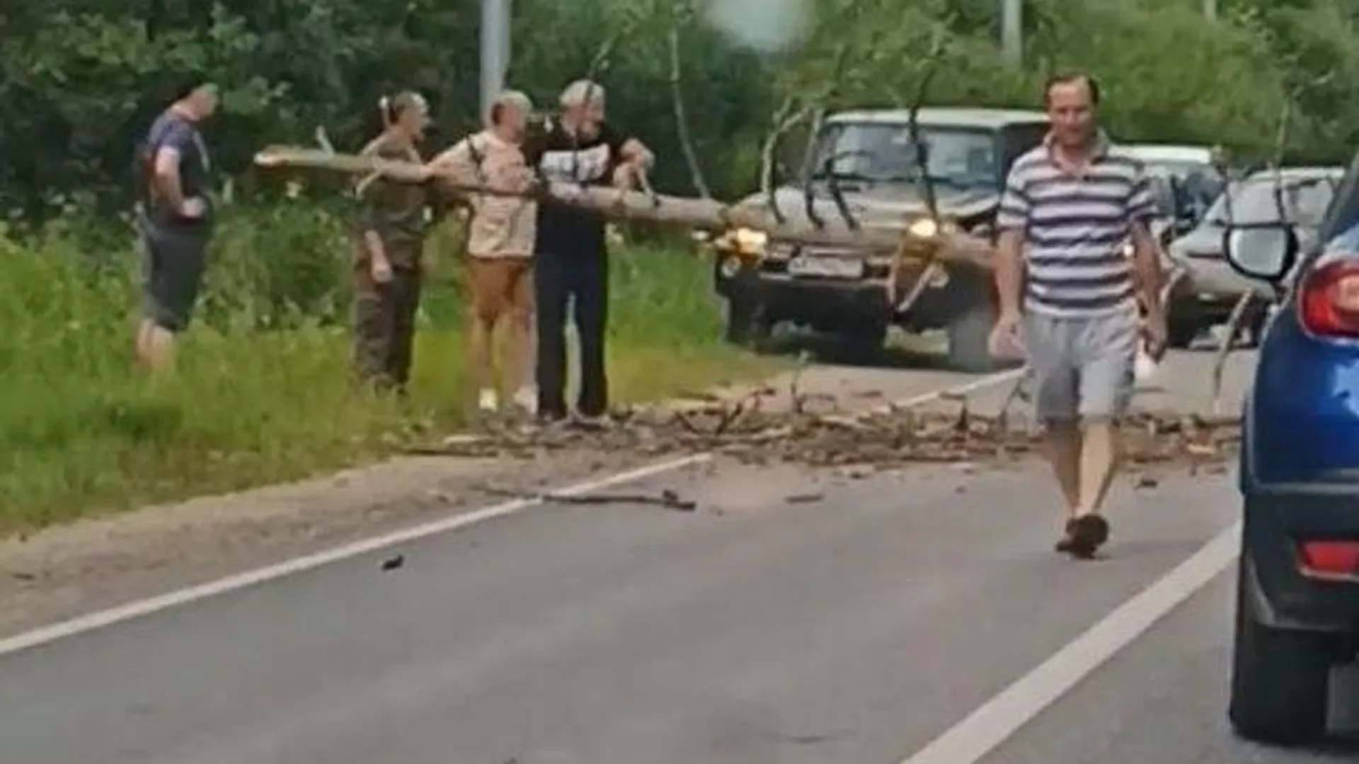 Водители сплотились и убрали с дороги упавшую сосну недалеко от Протвино