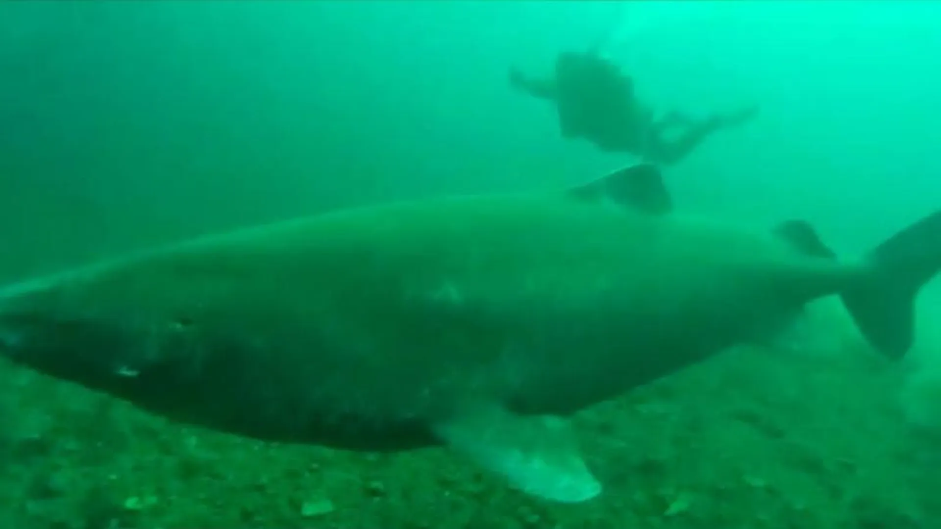 Дайвер из Подмосковья снял на видео гренландскую полярную акулу