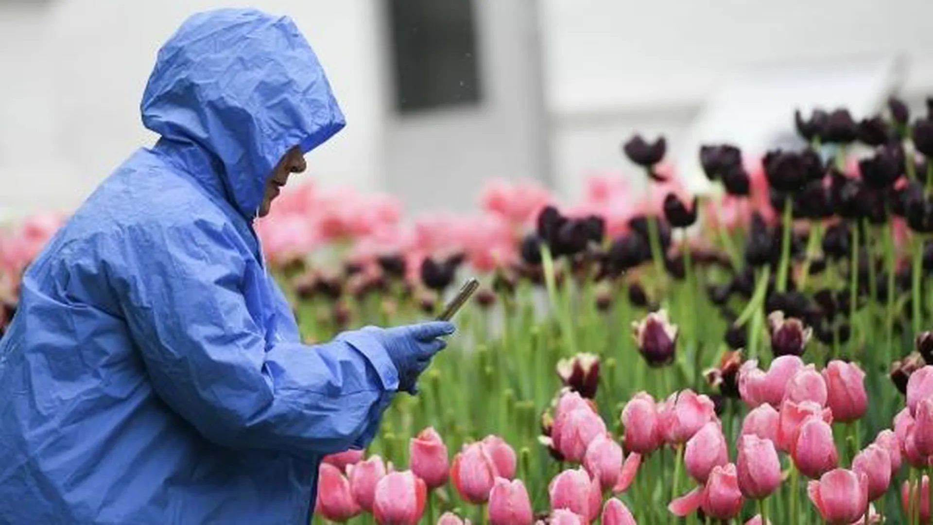 Семь тысяч тюльпанов высадят в Озерах