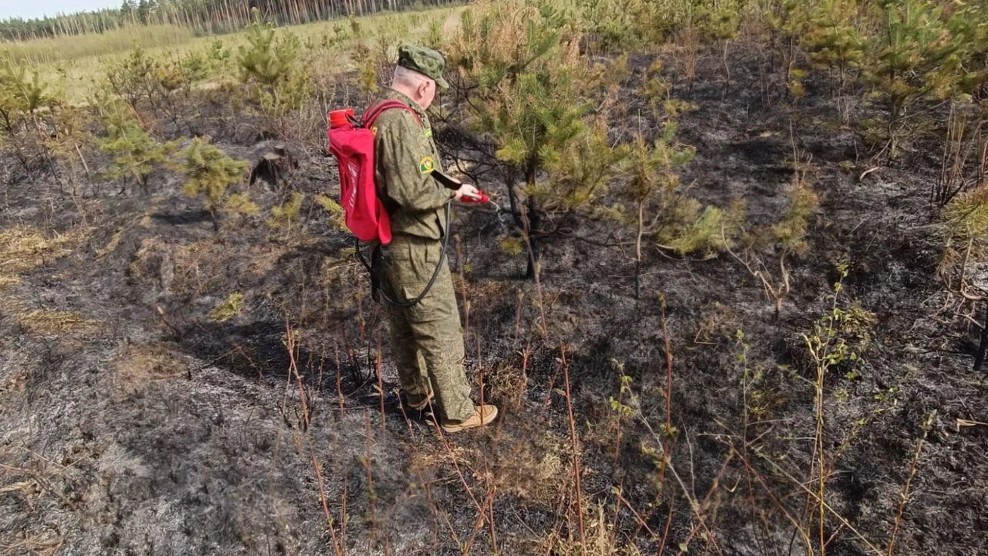 Лесной пожар потушили в Люберцах