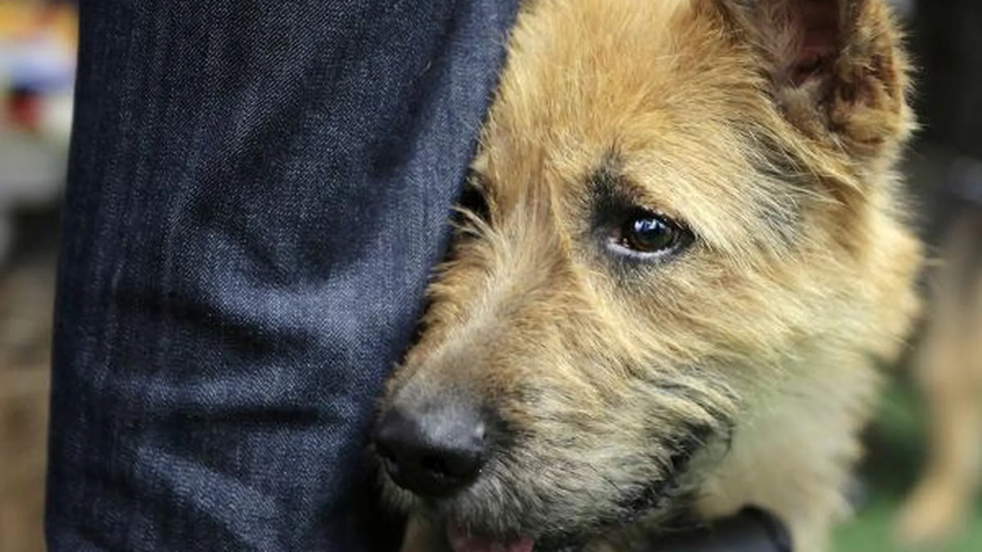 Корм и лекарства для бездомных животных собирают волонтеры в Москве